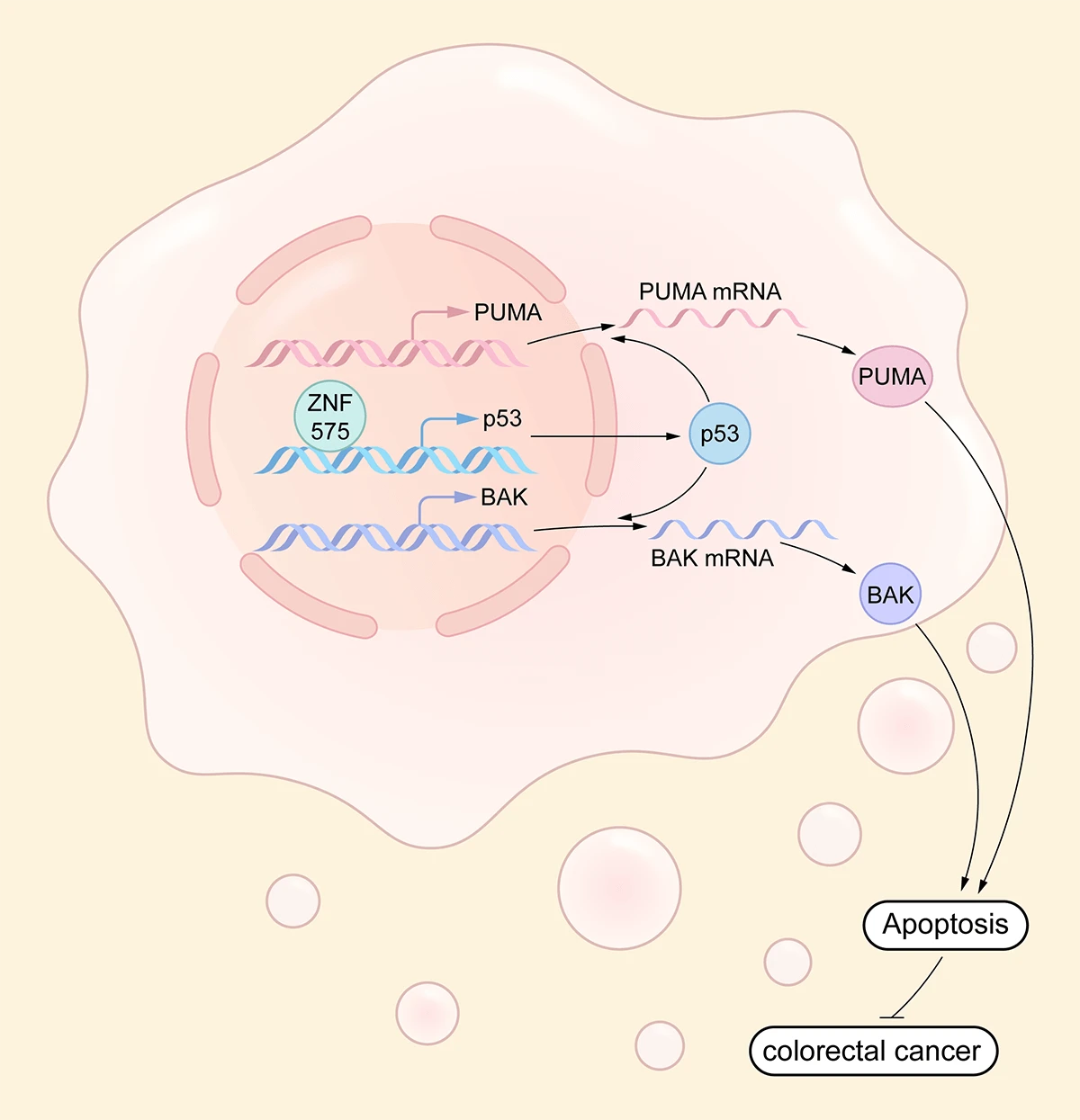 The zinc figure protein ZNF575 impairs colorectal cancer growth via promoting p53 transcription