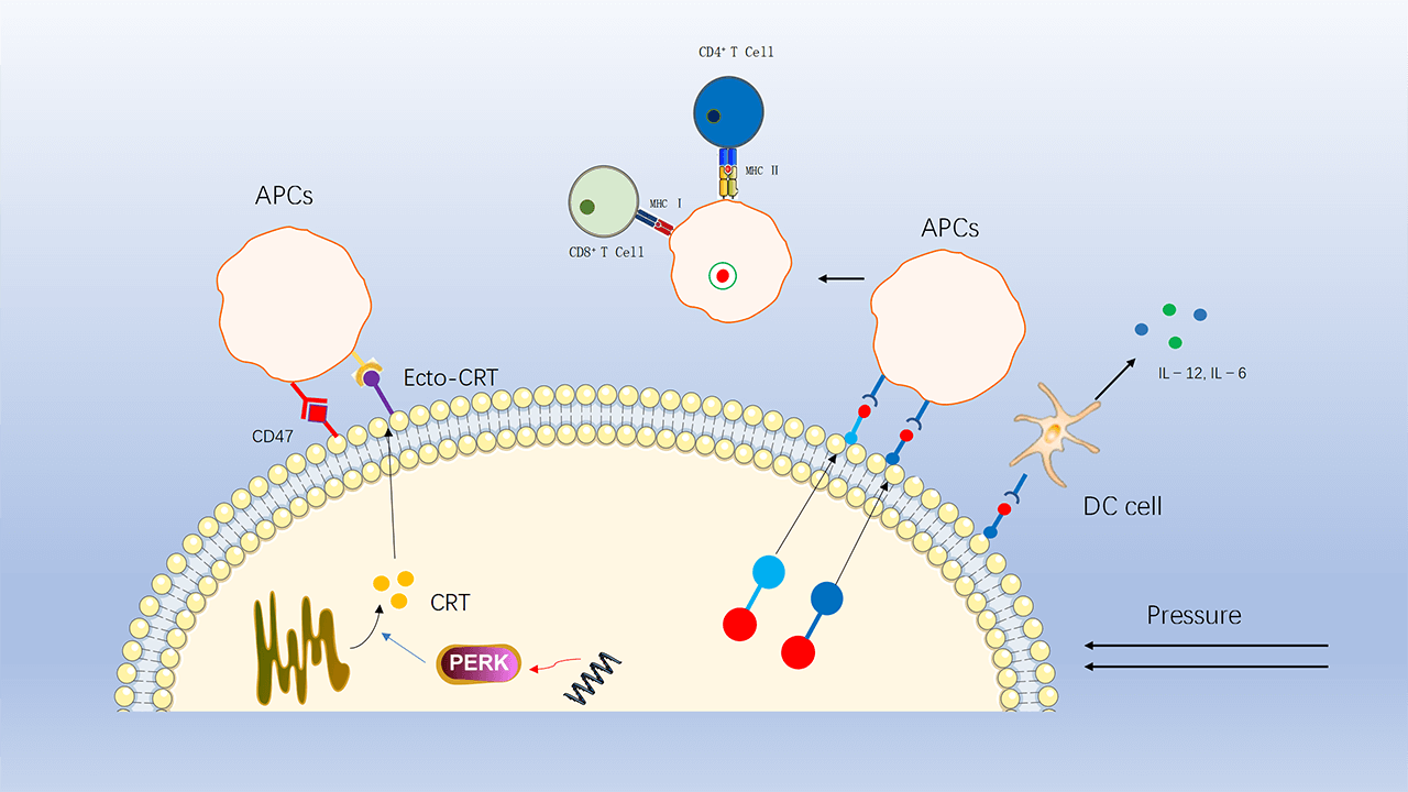 Review and prospect of immune checkpoint blockade therapy represented by PD-1/PD-L1 in the treatment of clear cell renal cell carcinoma