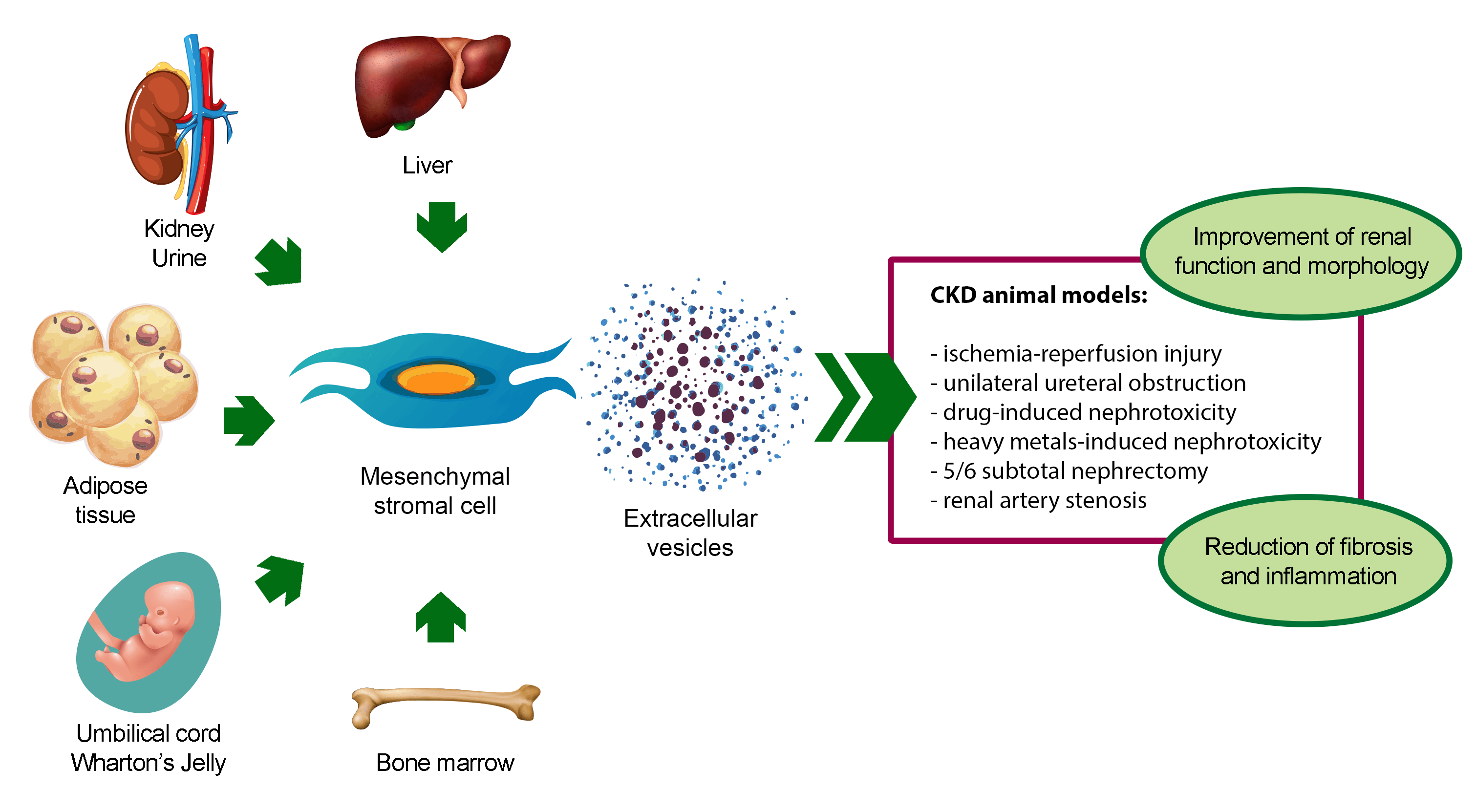 Anti-fibrotic and anti-inflammatory effect of mesenchymal stromal cell-derived extracellular vesicles in chronic kidney disease