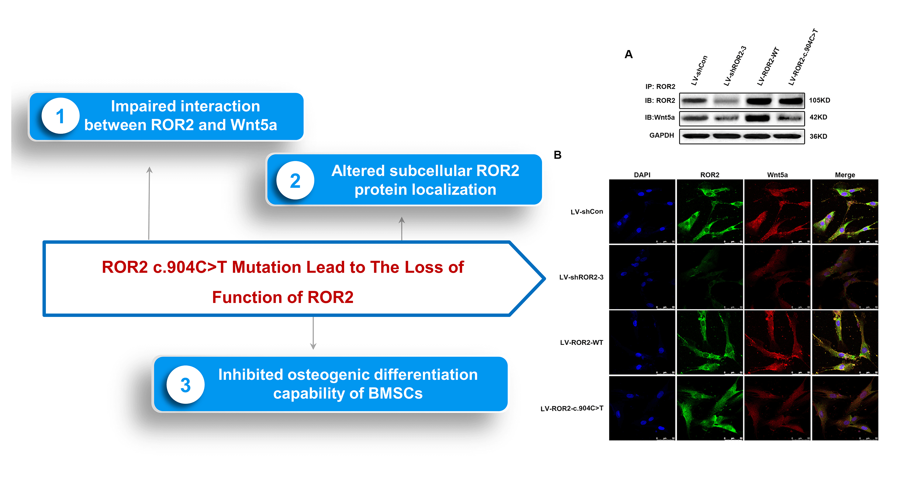 A novel mutation in <i>ROR2</i> led to the loss of function of <i>ROR2</i> and inhibited the osteogenic differentiation capability of bone marrow mesenchymal stem cells (BMSCs)