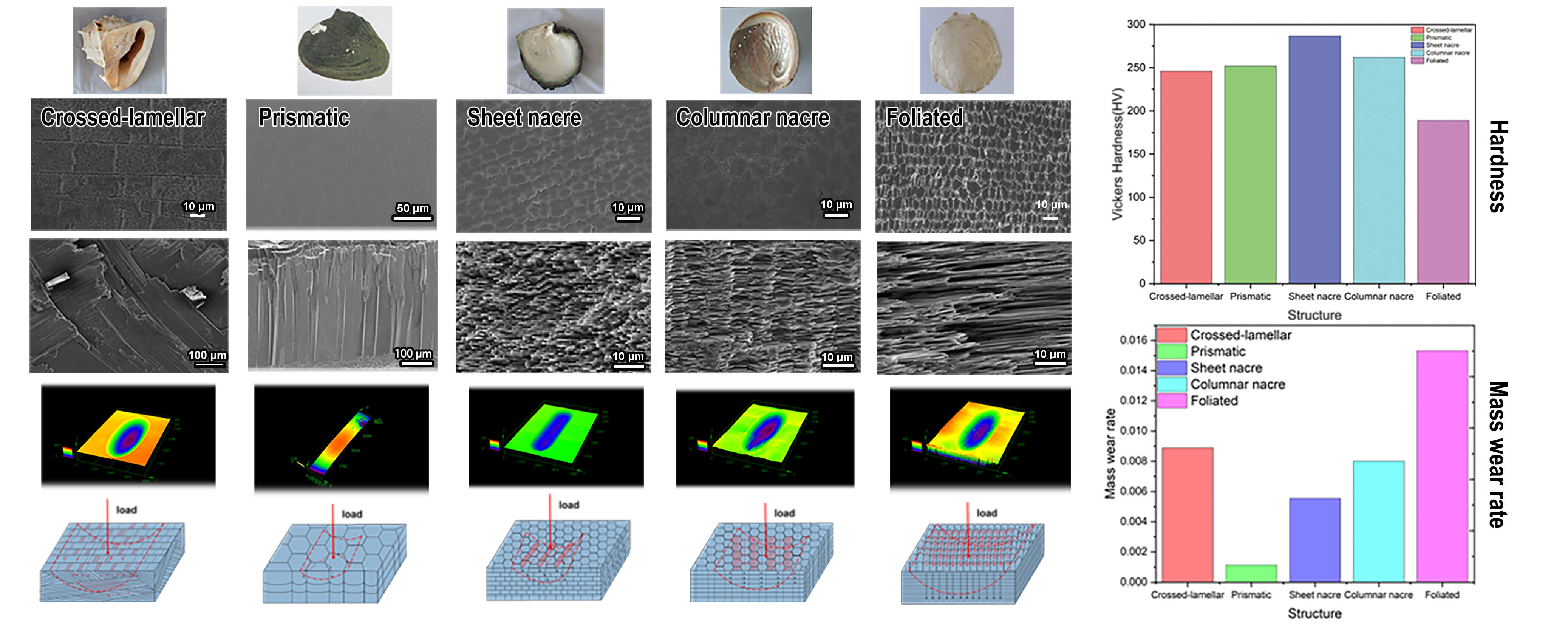 Microstructural Dependence of Friction and Wear Behavior in Biological Shells