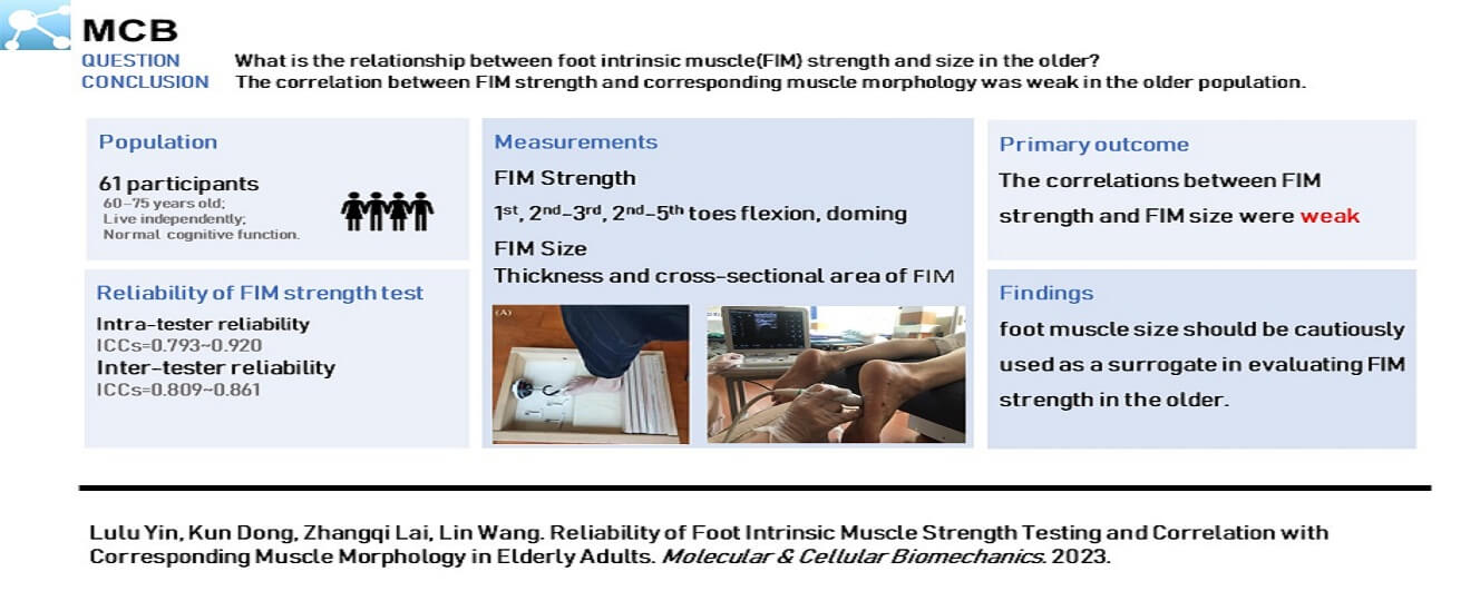 Reliability of Foot Intrinsic Muscle Strength Testing and Correlation with Corresponding Muscle Morphology in Elderly Adults