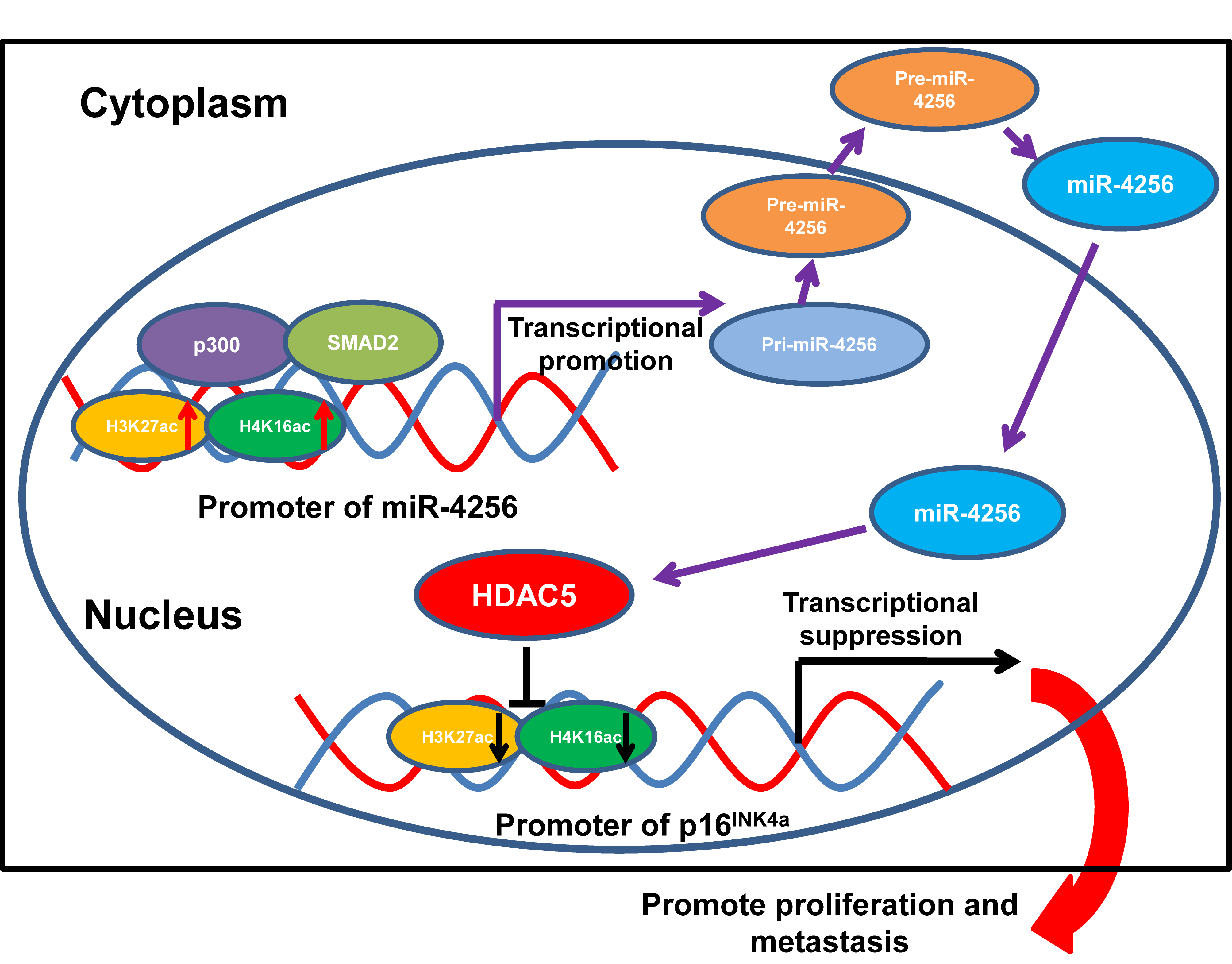 The SMAD2/miR-4256/HDAC5/p16<sup>INK4a</sup> signaling axis contributes to gastric cancer progression