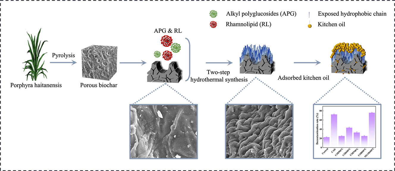 Surfactant-Modified Hydrophobic Biochar Derived from Laver (<i>Porphyra haitanensis</i>) with Superior Removal Performance for Kitchen Oil