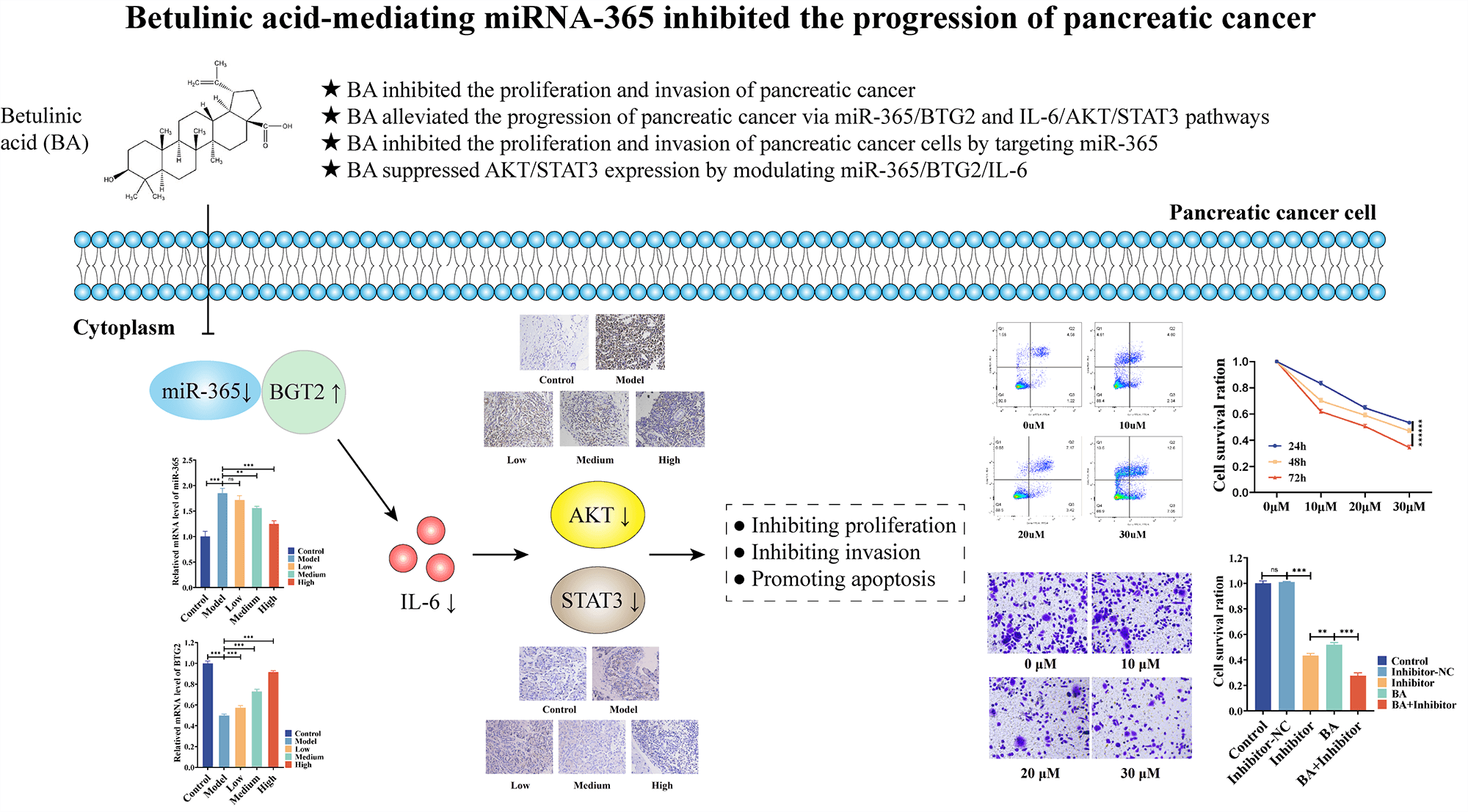 Betulinic acid-mediating miRNA-365 inhibited the progression of pancreatic cancer