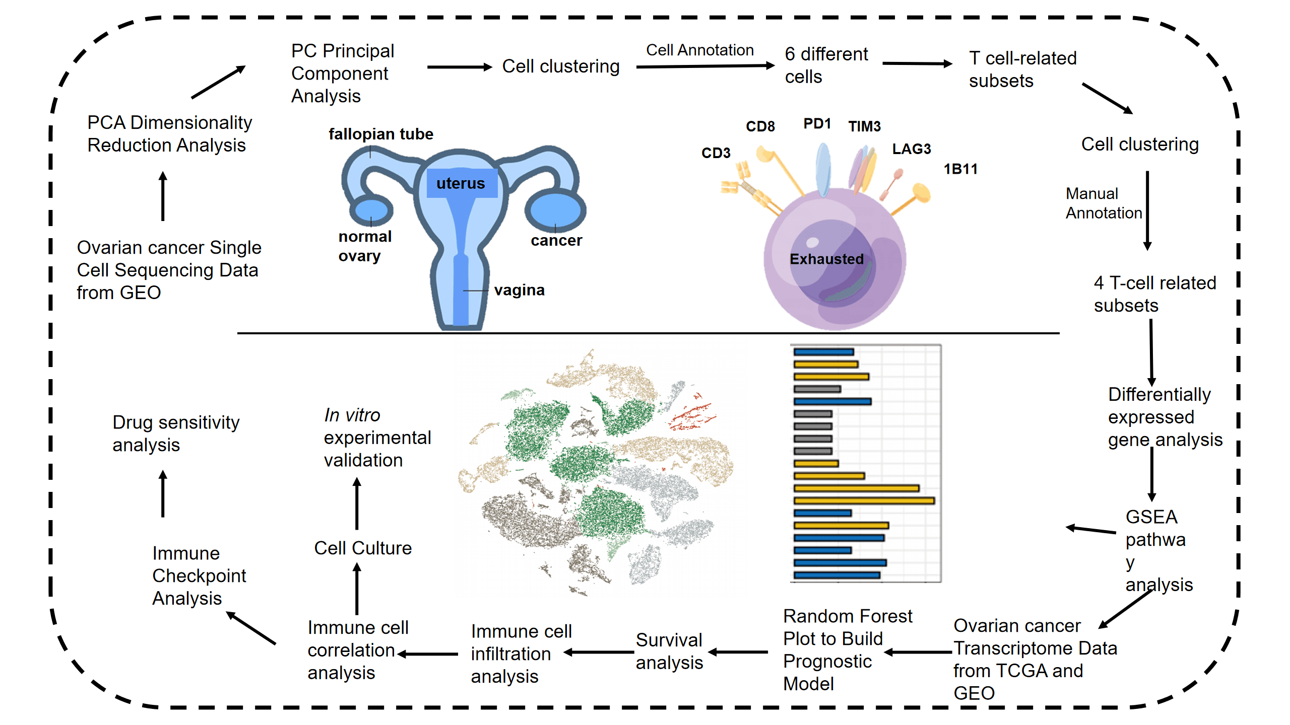System analysis based on the T cell exhaustion‑related genes identifies CD38 as a novel therapy target for ovarian cancer