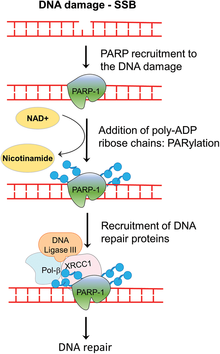 Targeting DNA repair for cancer treatment: Lessons from PARP inhibitor trials