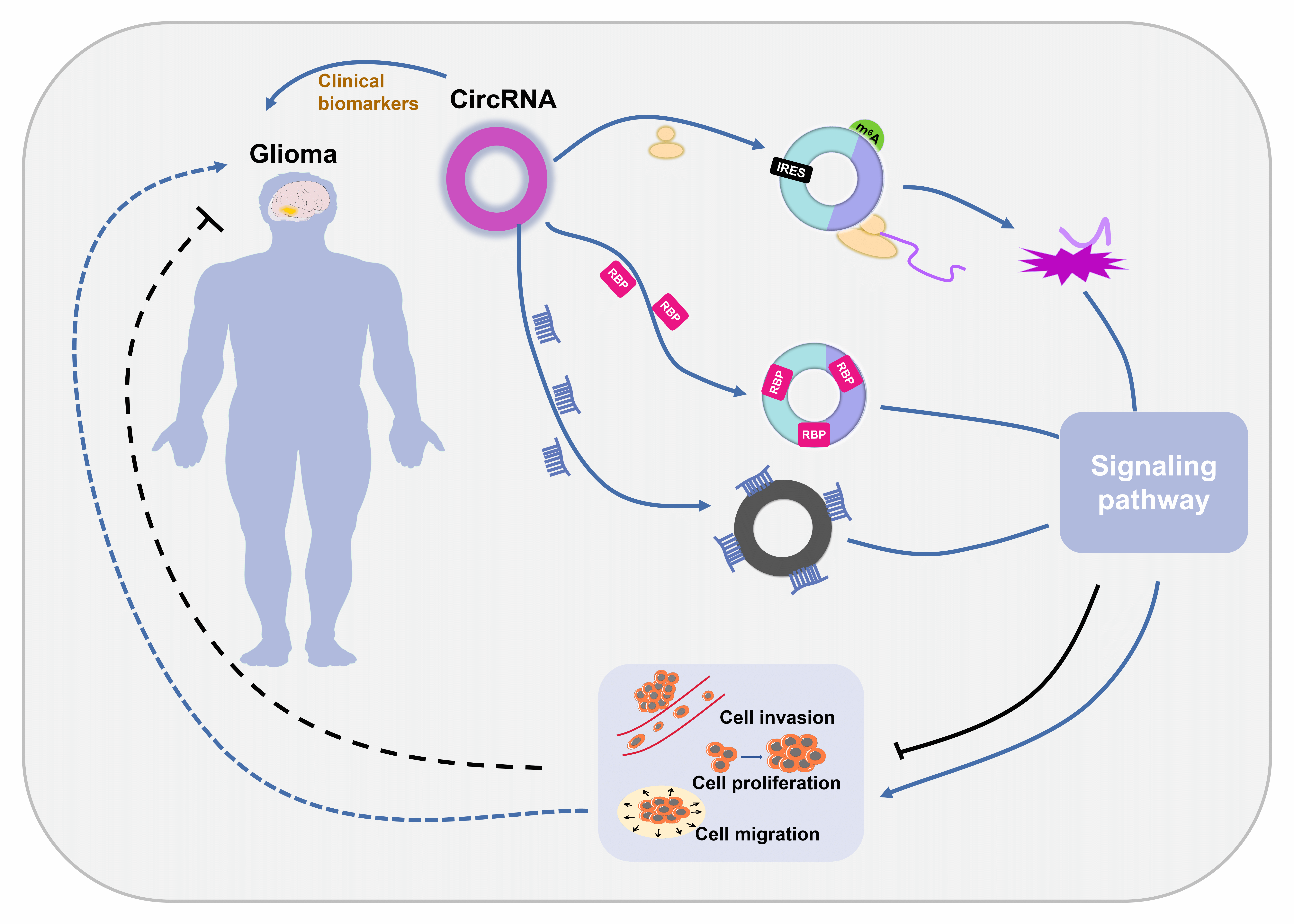 Underlying mechanisms and clinical potential of circRNAs in glioblastoma