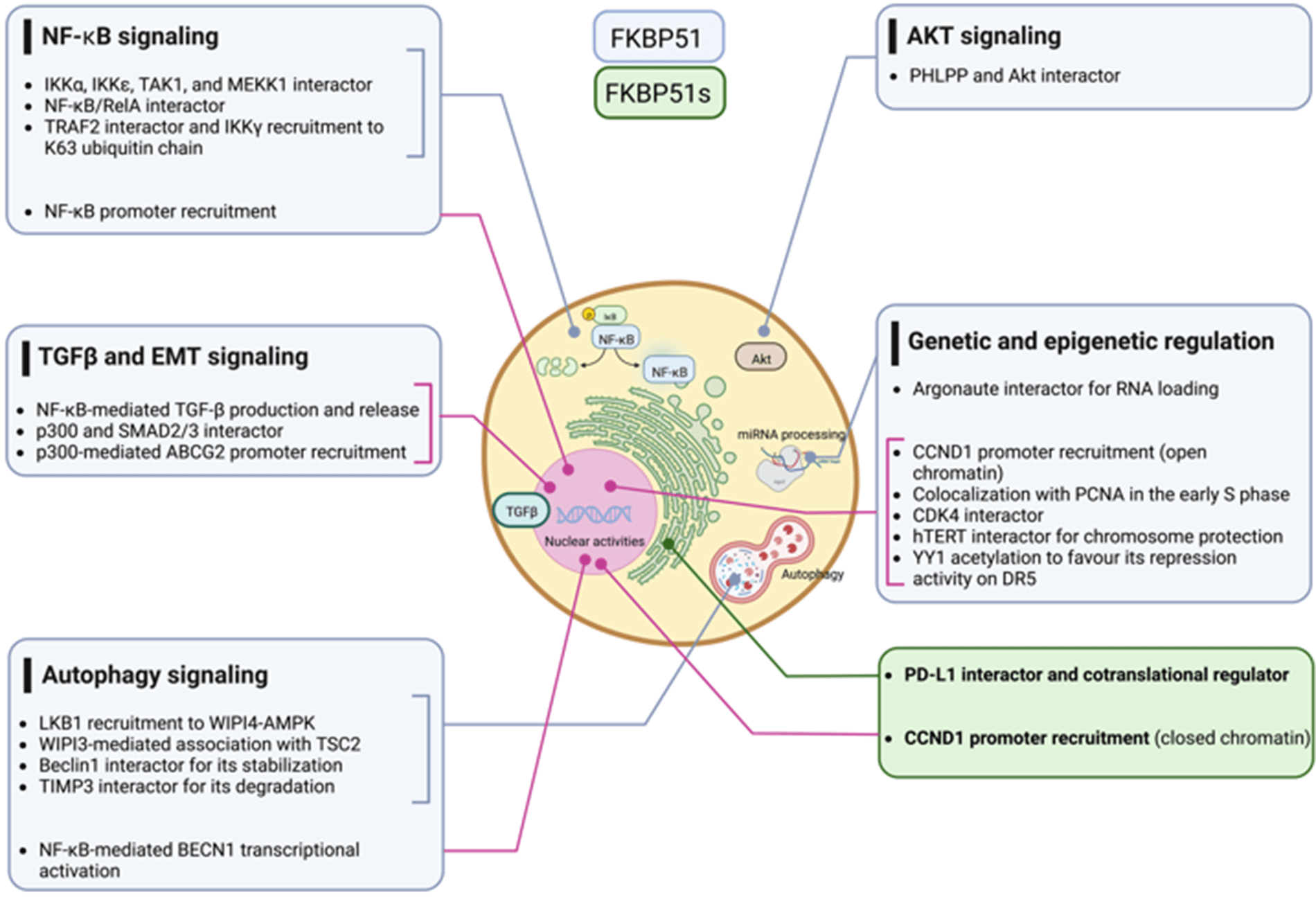 Scaffold proteins of cancer signaling networks: The paradigm of FK506 binding protein 51 (FKBP51) supporting tumor intrinsic properties and immune escape