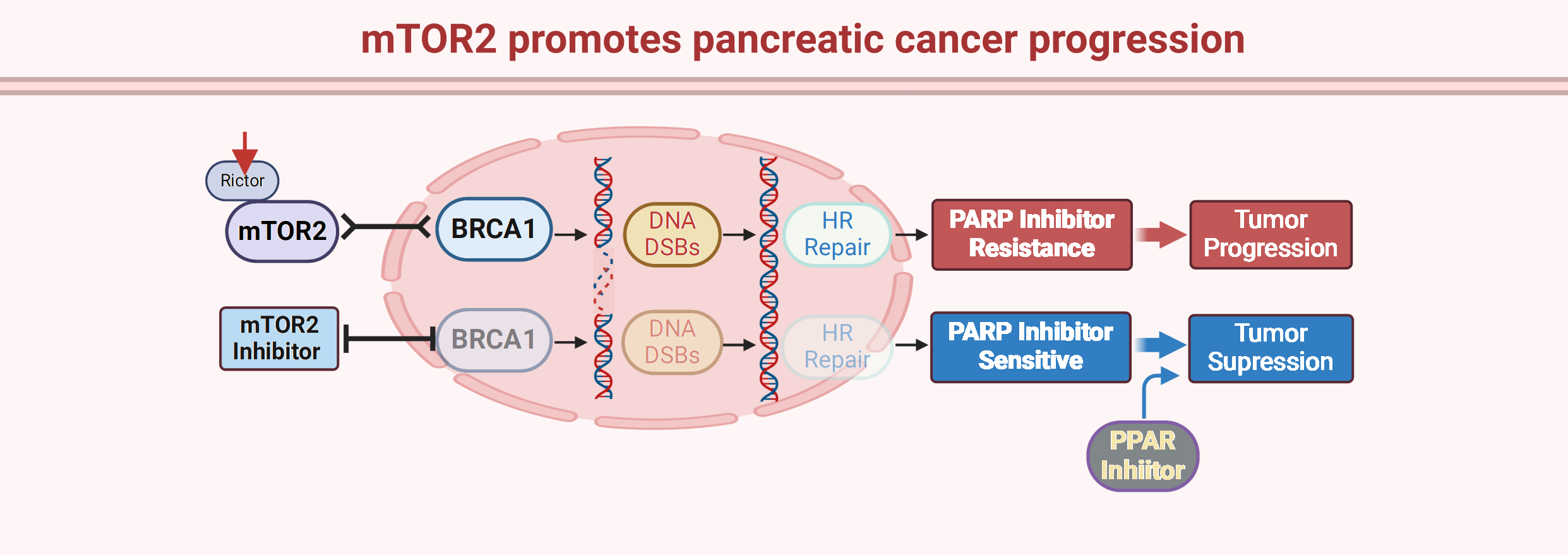 mTORC2 promotes pancreatic cancer progression and parp inhibitor resistance