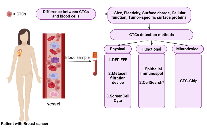 Circulating tumor cells and circulating tumor DNA in breast cancer diagnosis and monitoring