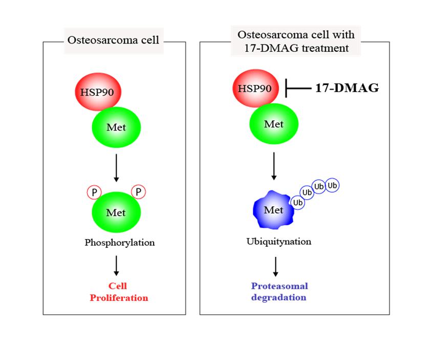 The anti-oncogenic effect of 17-DMAG via the inactivation of HSP90 and MET pathway in osteosarcoma cells