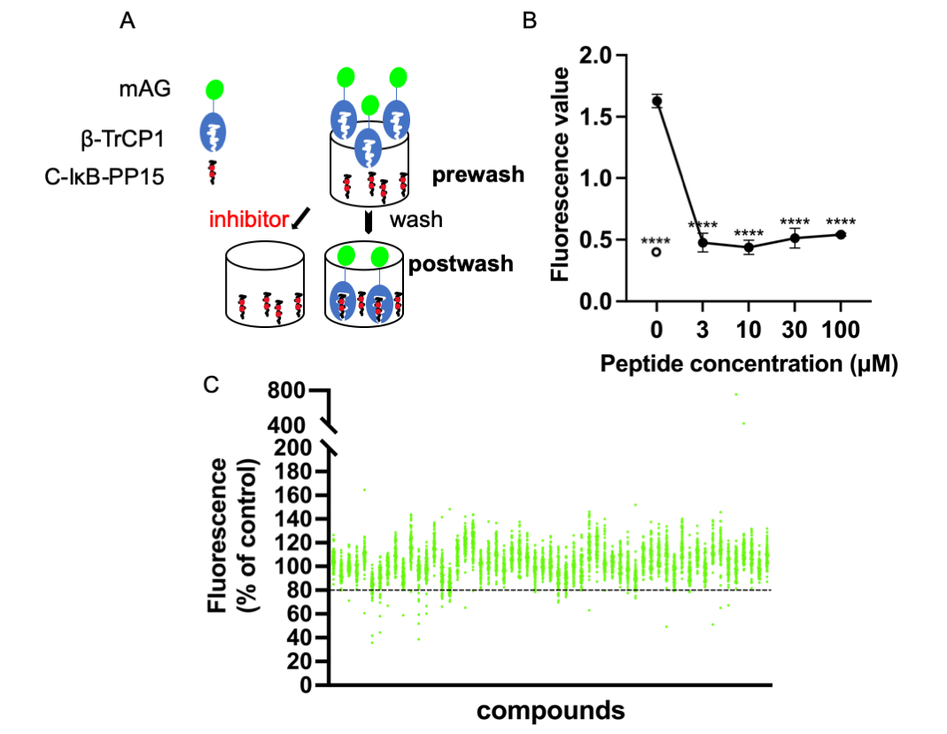 Isolation and characterization of β-transducin repeat-containing protein ligands screened using a high-throughput screening system