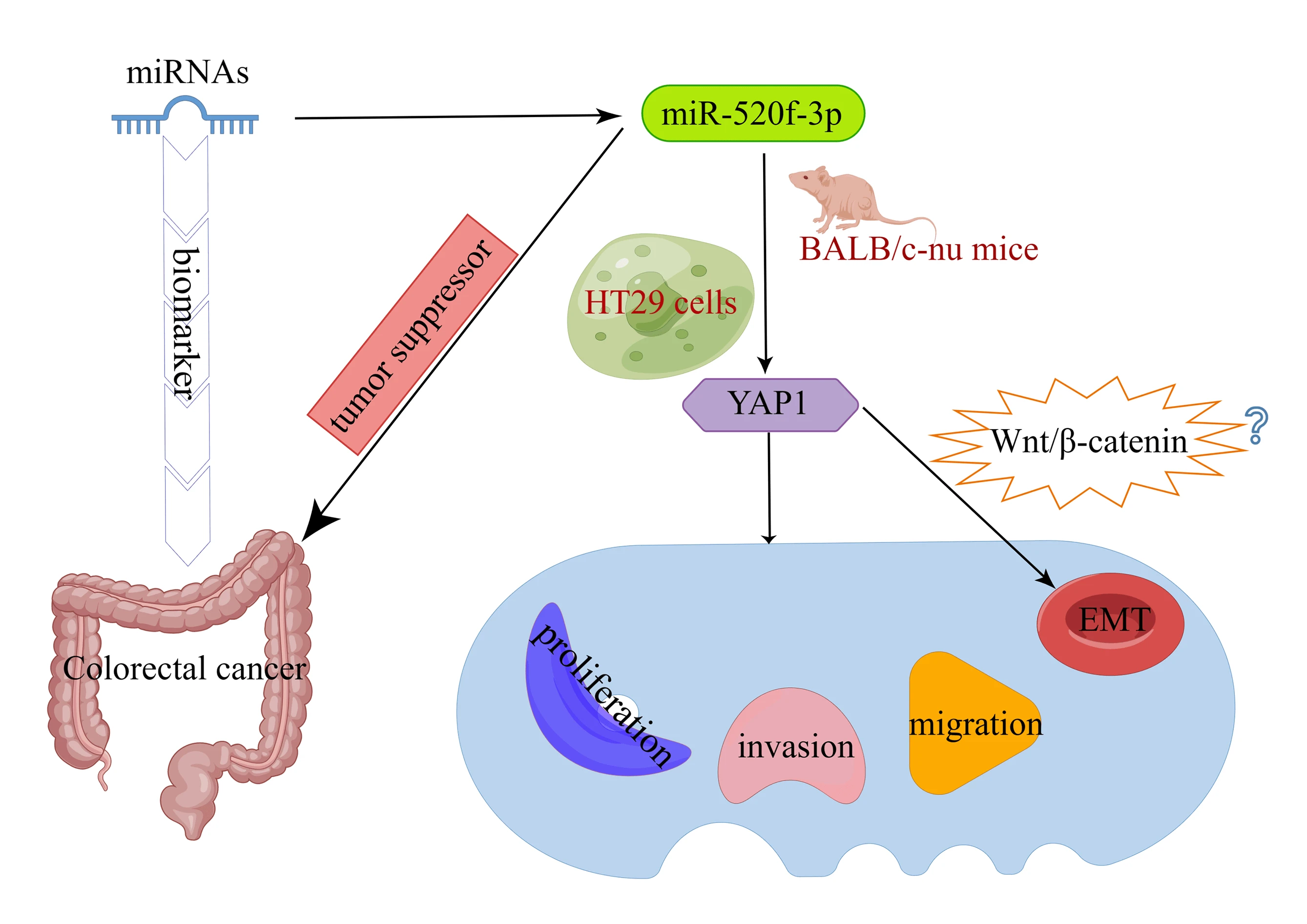 MiR-520f-3p inhibits epithelial-mesenchymal transition of colorectal cancer cells by targeting Yes-associated protein 1