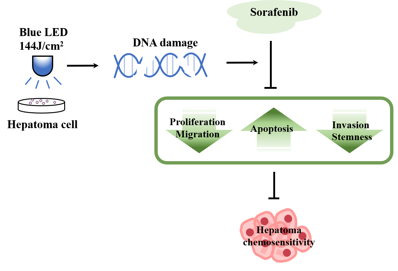 Blue LED promotes the chemosensitivity of human hepatoma to Sorafenib by inducing DNA damage