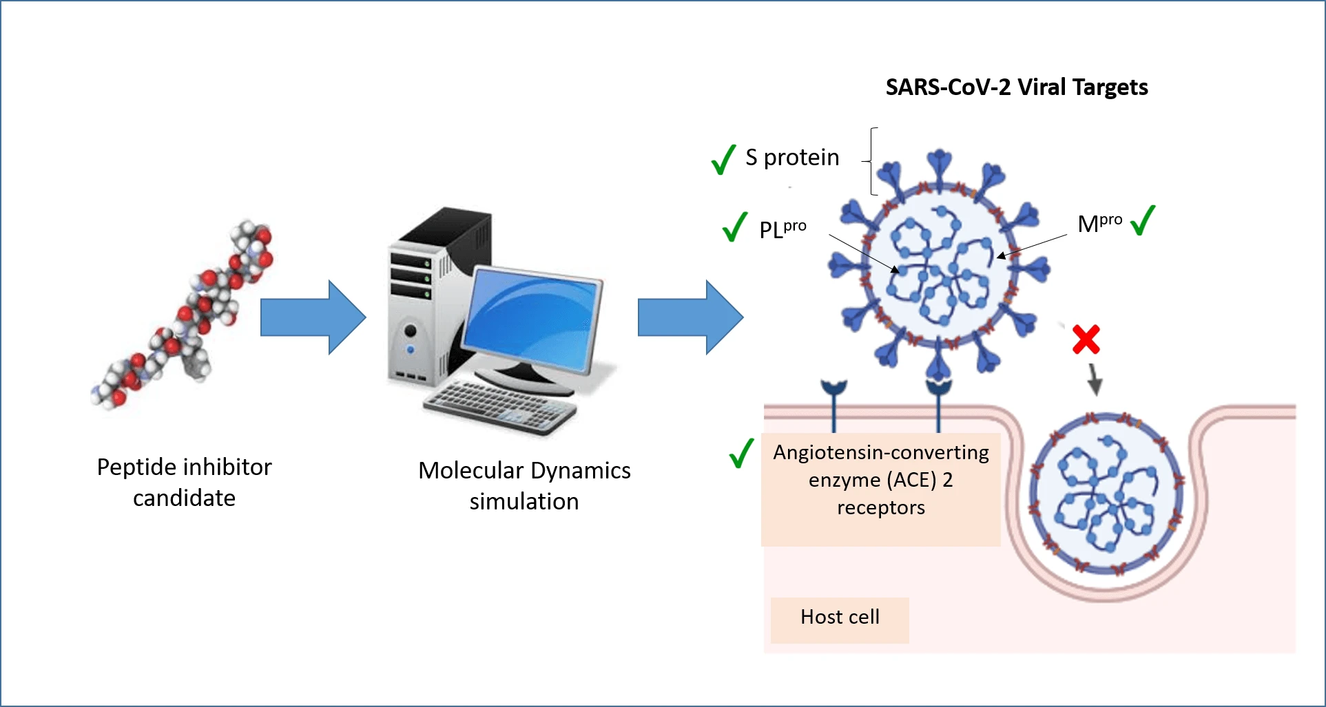 Molecular dynamics-driven exploration of peptides targeting SARS-CoV-2, with special attention on ACE2, S protein, M<sup>pro</sup>, and PL<sup>pro</sup>: A review