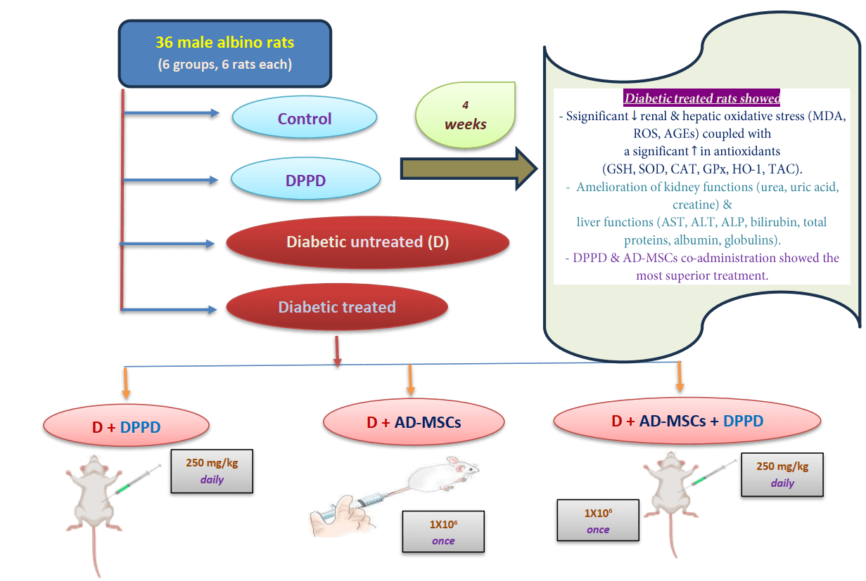 The potency of <i>N</i>, <i>N'</i>-diphenyl-1,4-phenylenediamine and adipose-derived stem cell co-administration in alleviating hepatorenal dysfunction complications associated with type 1 diabetes mellitus in rats