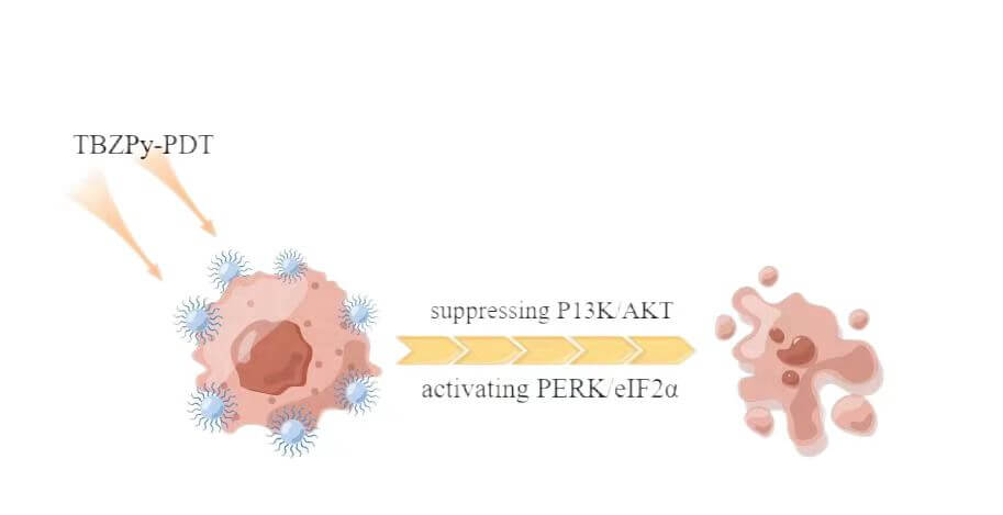 Photodynamic therapy with TBZPy regulates the PI3K/AKT and endoplasmic reticulum stress-related PERK/eIF2α pathways in HeLa cells