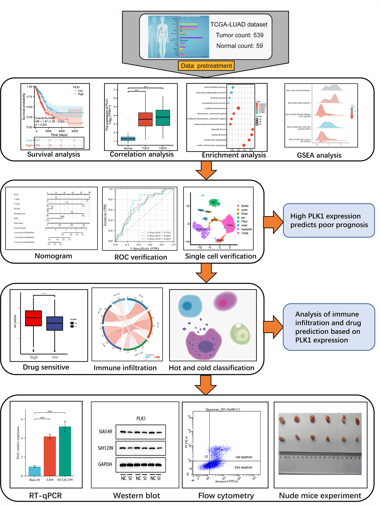 Polo-like kinase 1 suppresses lung adenocarcinoma immunity through necroptosis