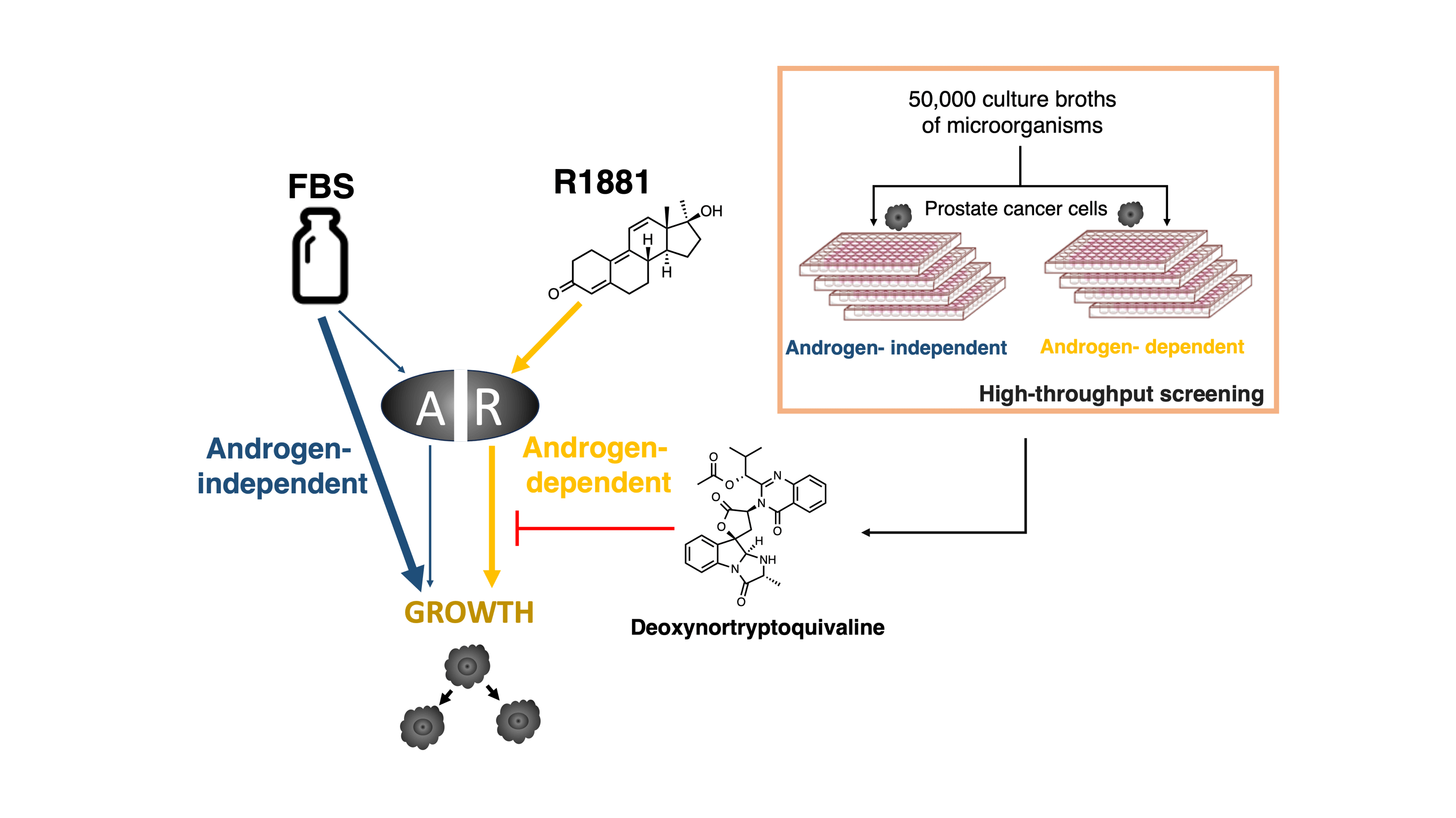 Deoxynortryptoquivaline: A unique antiprostate cancer agent