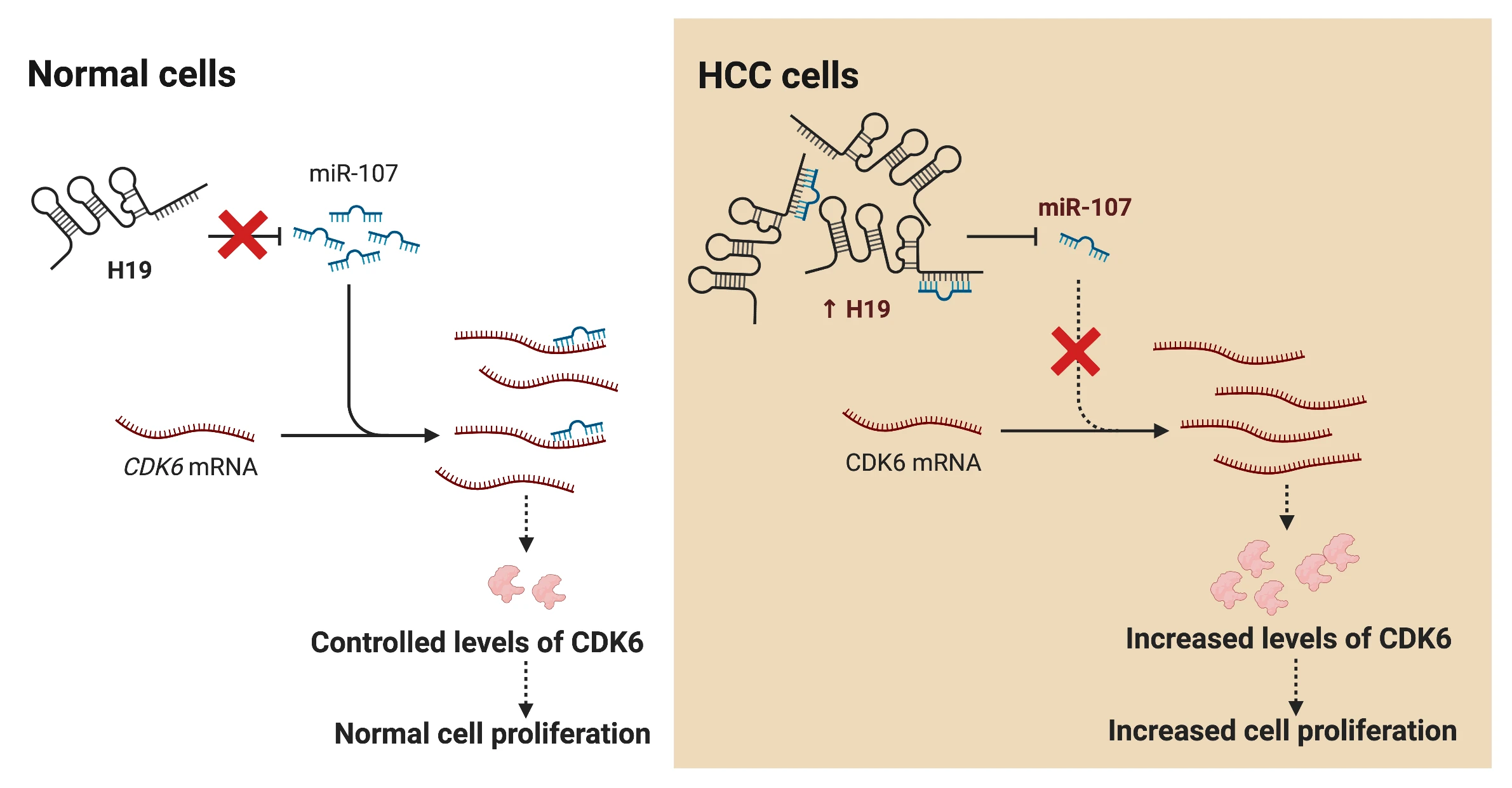 Long non-coding RNA H19 promotes proliferation in hepatocellular carcinoma cells via H19/miR-107/CDK6 axis