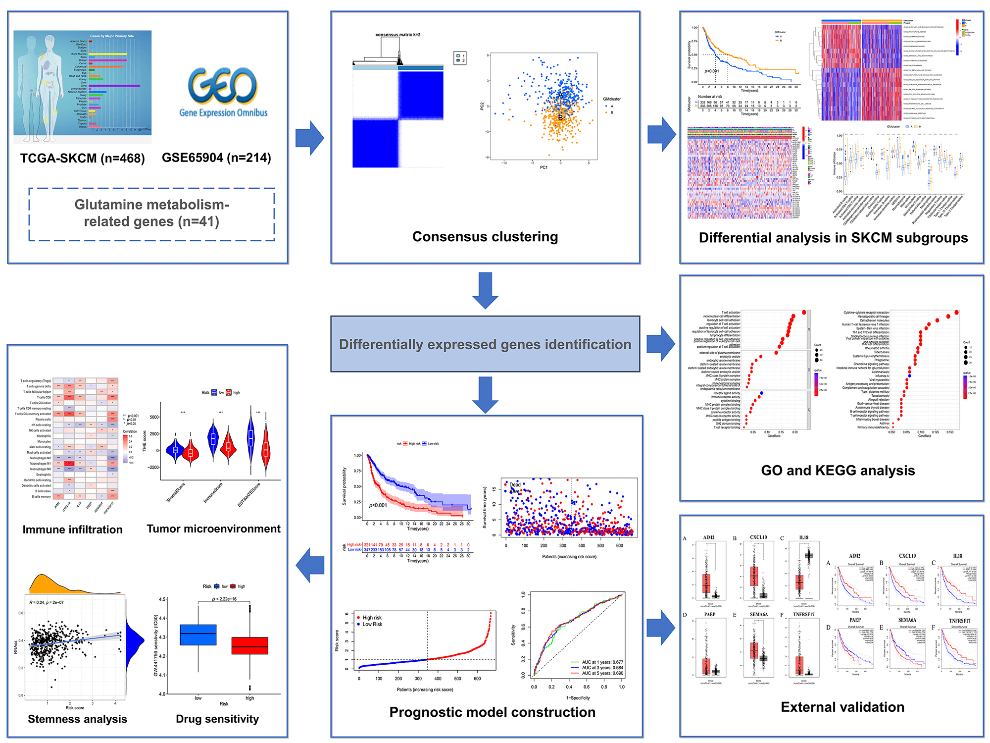 Characterization of prognosis and immune infiltration by a novel glutamine metabolism-related model in cutaneous melanoma