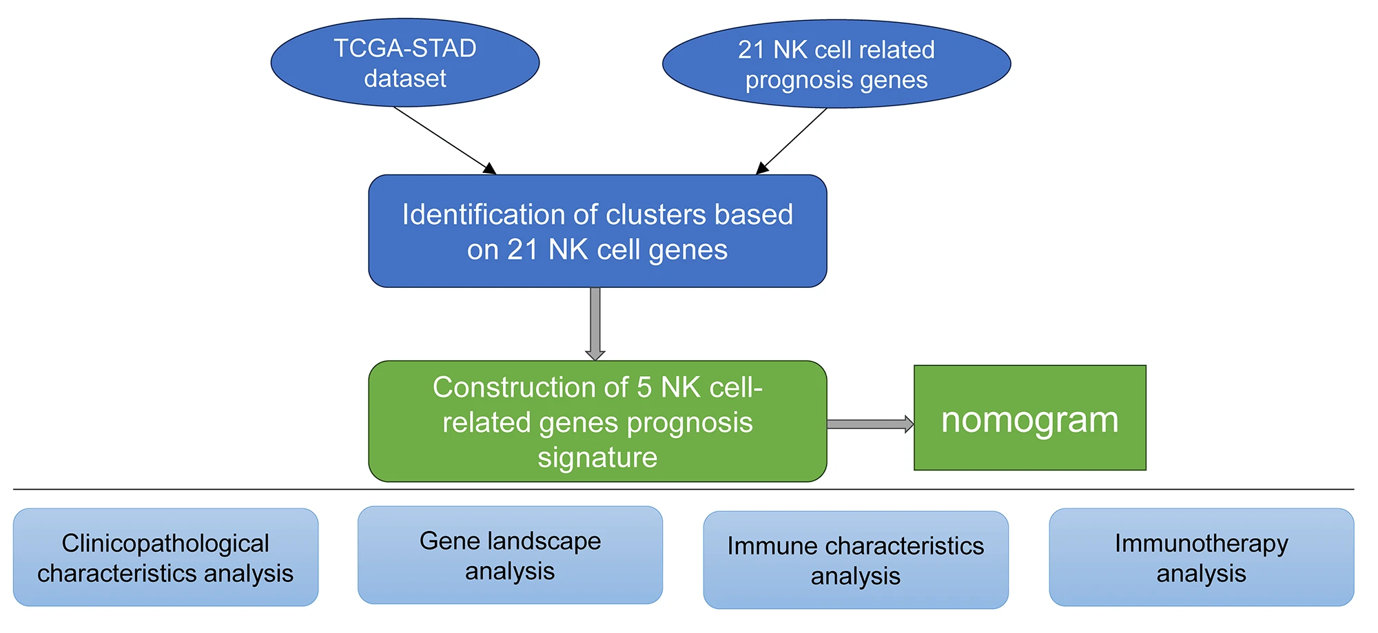 Designing a risk prognosis model based on natural killer cell-linked genes to accurately evaluate the prognosis of gastric cancer