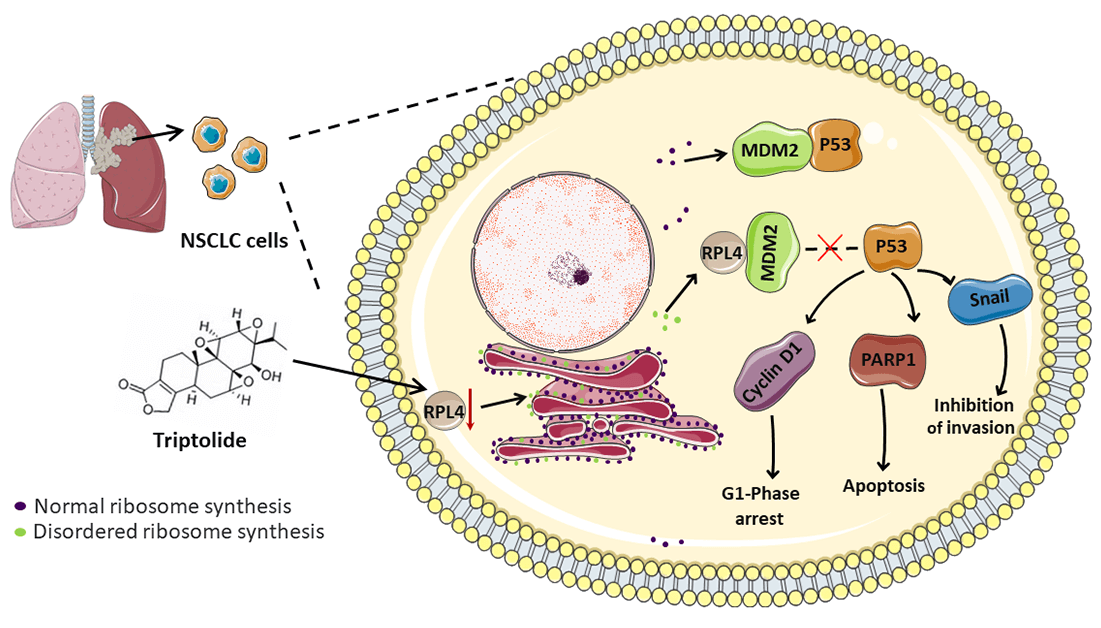 Silencing ribosomal protein L4 enhances the inhibitory effects of triptolide on non-small cell lung cancer cells by disrupting the mouse double minute 2 protein–P53 tumor suppressor pathway