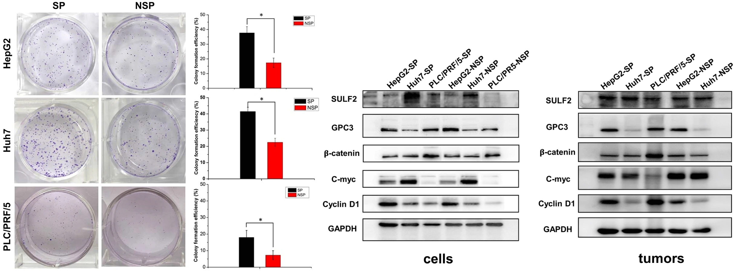 Heterogeneity beyond tumor heterogeneity—SULF2 involvement in Wnt/β-catenin signaling activation in a heterogeneous side population of liver cancer cells