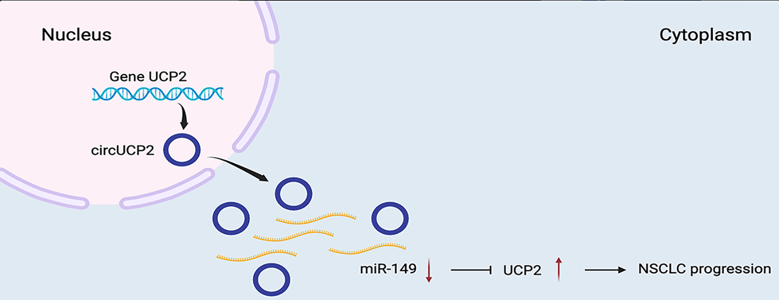 CircUCP2 promotes the tumor progression of non-small cell lung cancer through the miR-149/UCP2 pathway