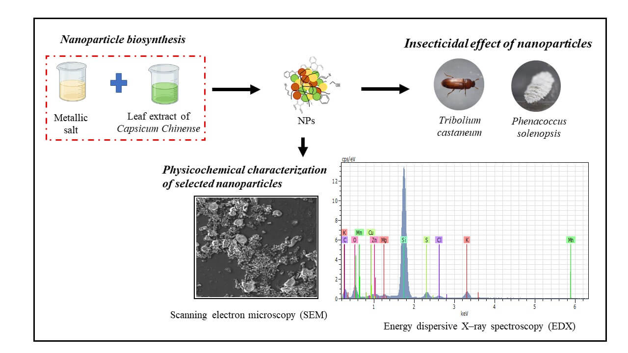 Insecticidal Activity and Physicochemical Characterization of Nanoparticles from Foliar Extract of <i>Capsicum chinense</i>