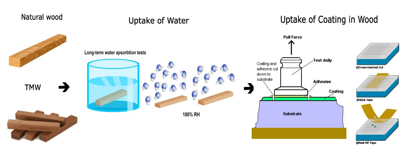 Water Absorption Capacity and Coating Adhesion on Thermally Modified and Not-Modified Spruce Wood (Blue Stained or Free of Blue Stained)