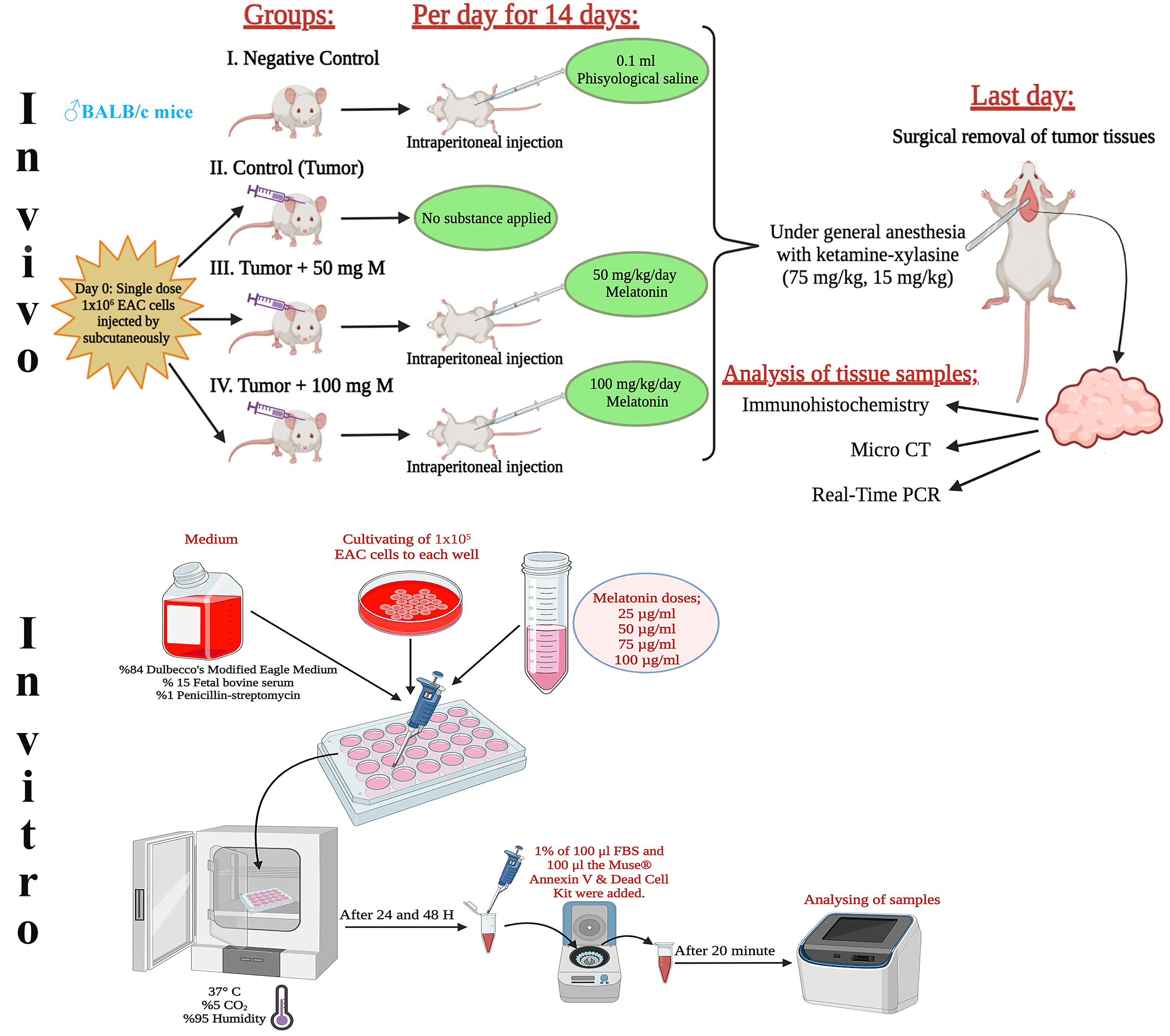 Inhibition of Ehrlich ascites carcinoma growth by melatonin: Studies with micro-CT