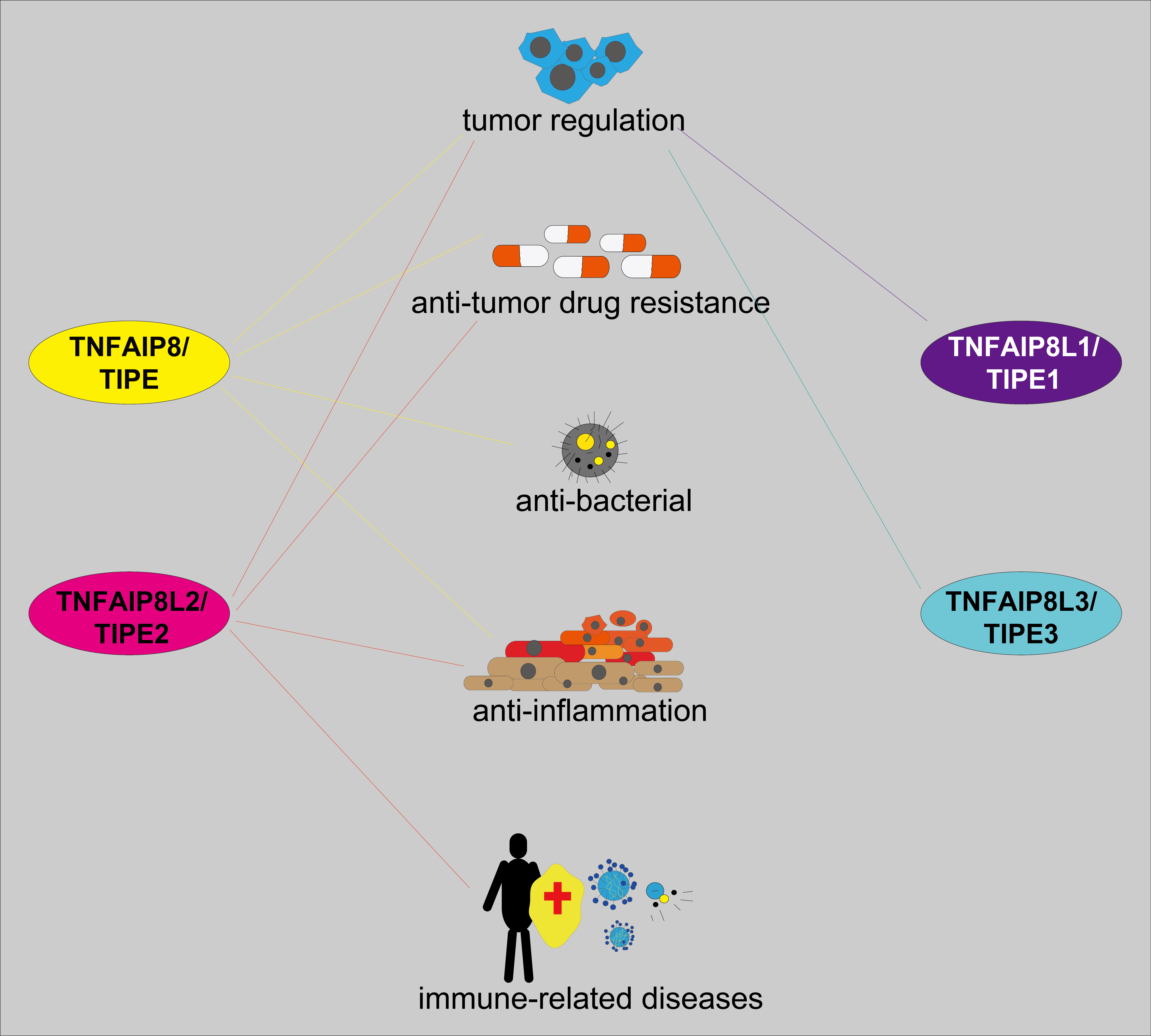 Structure, function, and mechanism of the TNFAIP8 (TIPE) family of proteins in cancer and inflammation