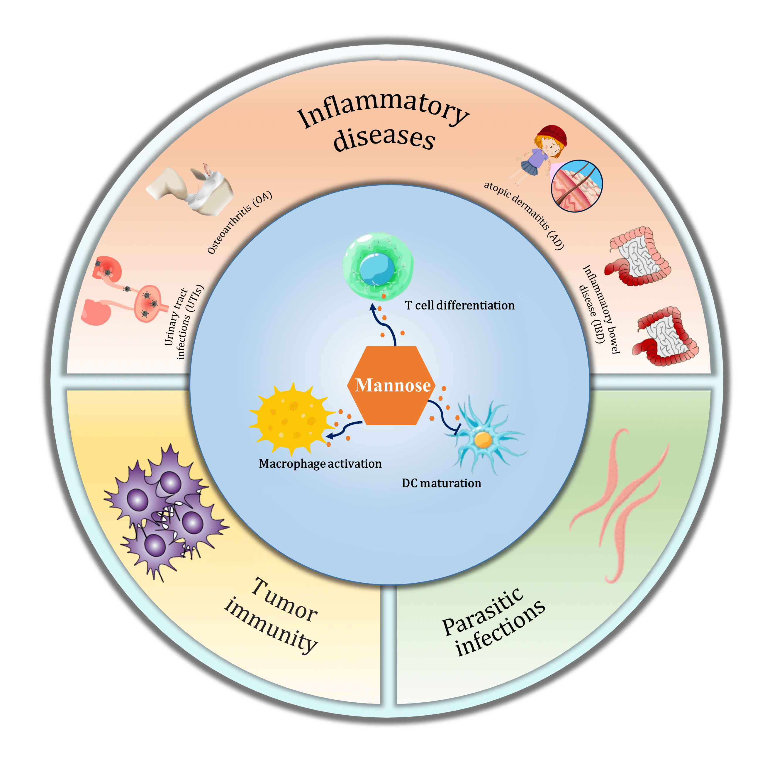 Mannose metabolism and immune regulation: Insights into its therapeutic potential in immunology-related diseases