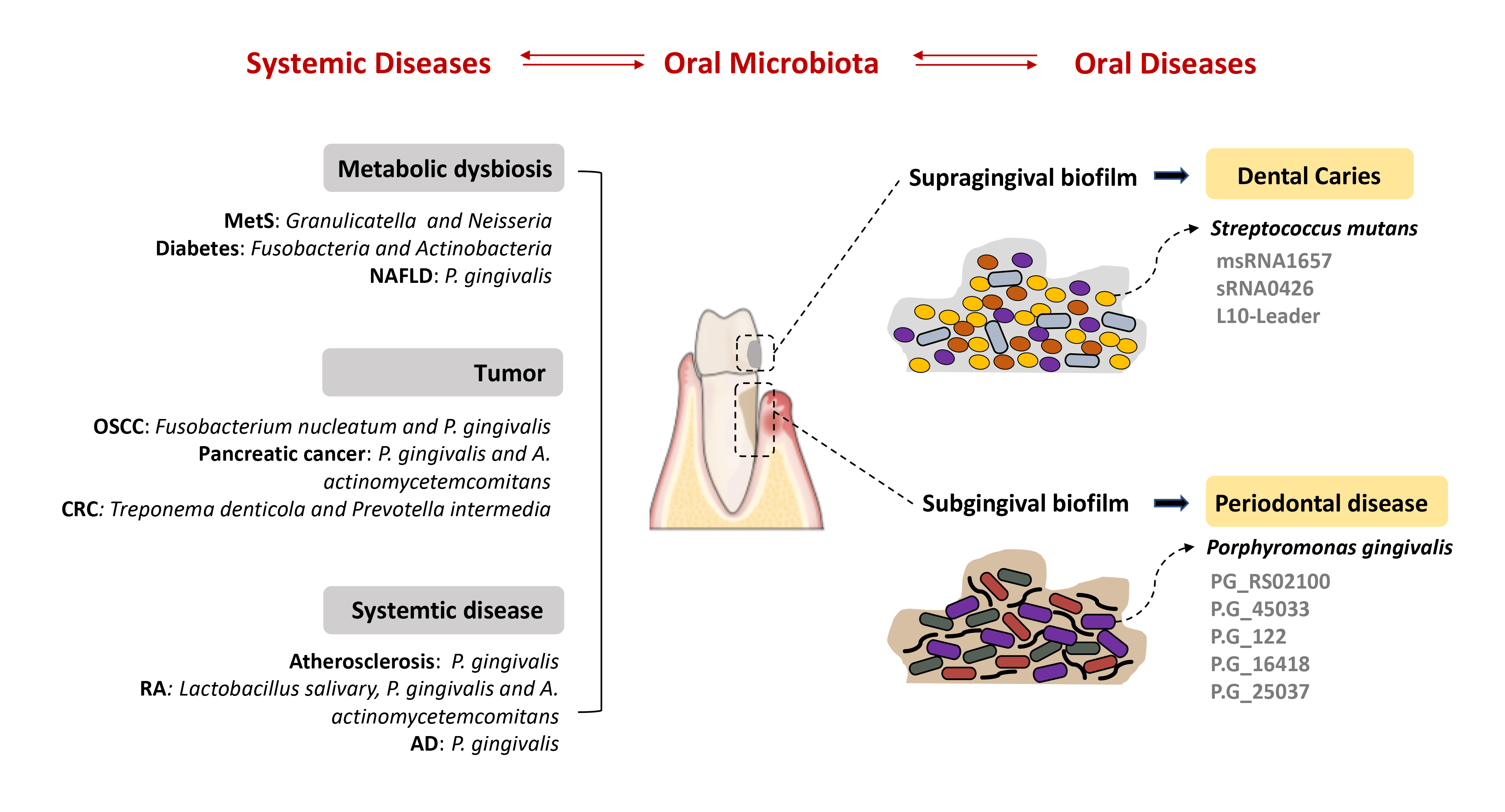 The bacterial small RNAs: The new biomarkers of oral microbiota-associated cancers and diseases