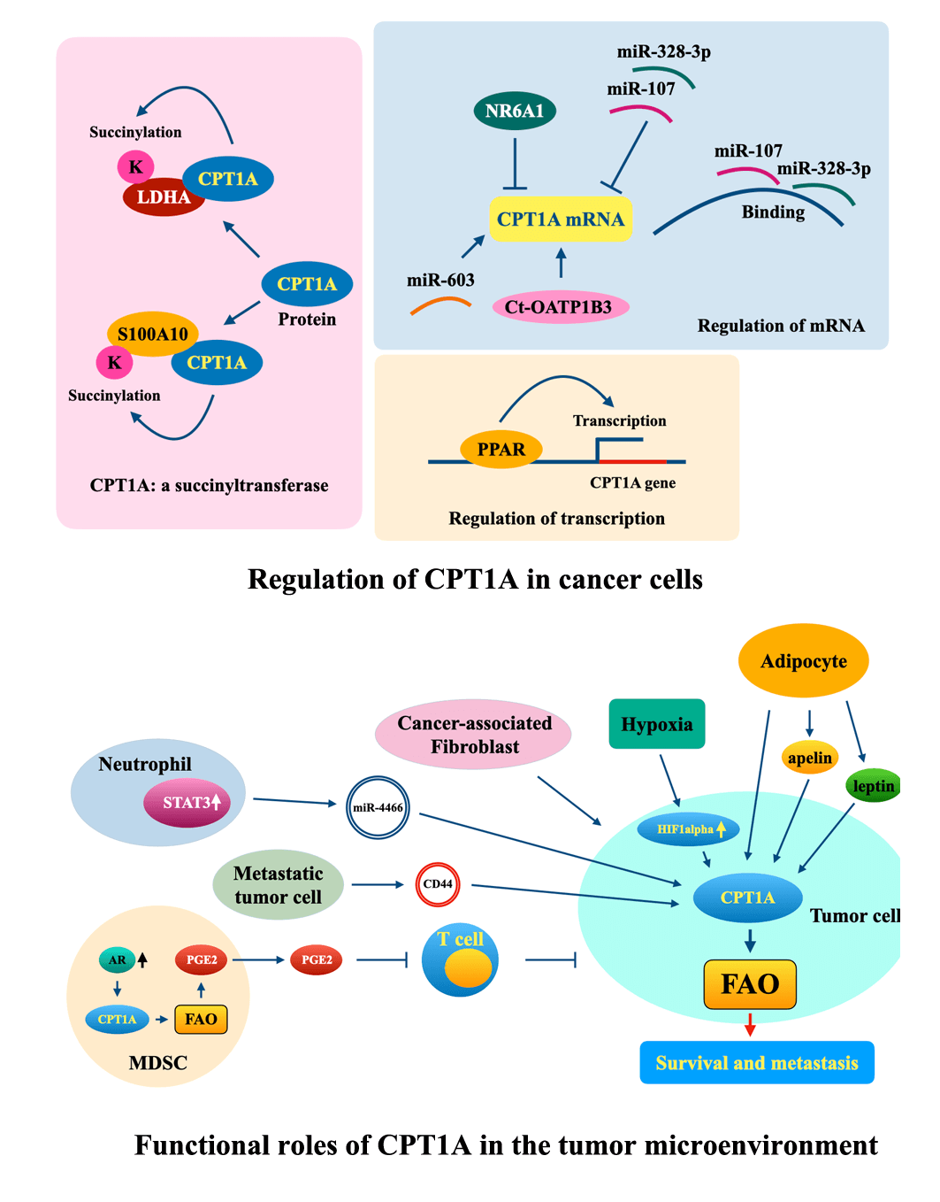 CPT1A in cancer: Tumorigenic roles and therapeutic implications