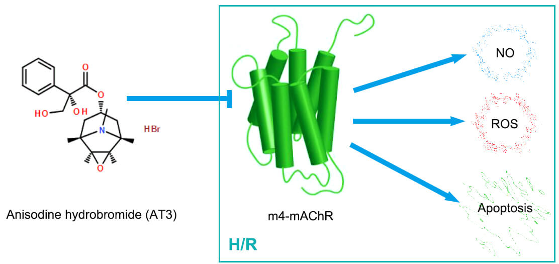 Anisodine hydrobromide alleviates oxidative stress caused by hypoxia/reoxygenation in human cerebral microvascular endothelial cells predominantly via inhibition of muscarinic acetylcholine receptor 4