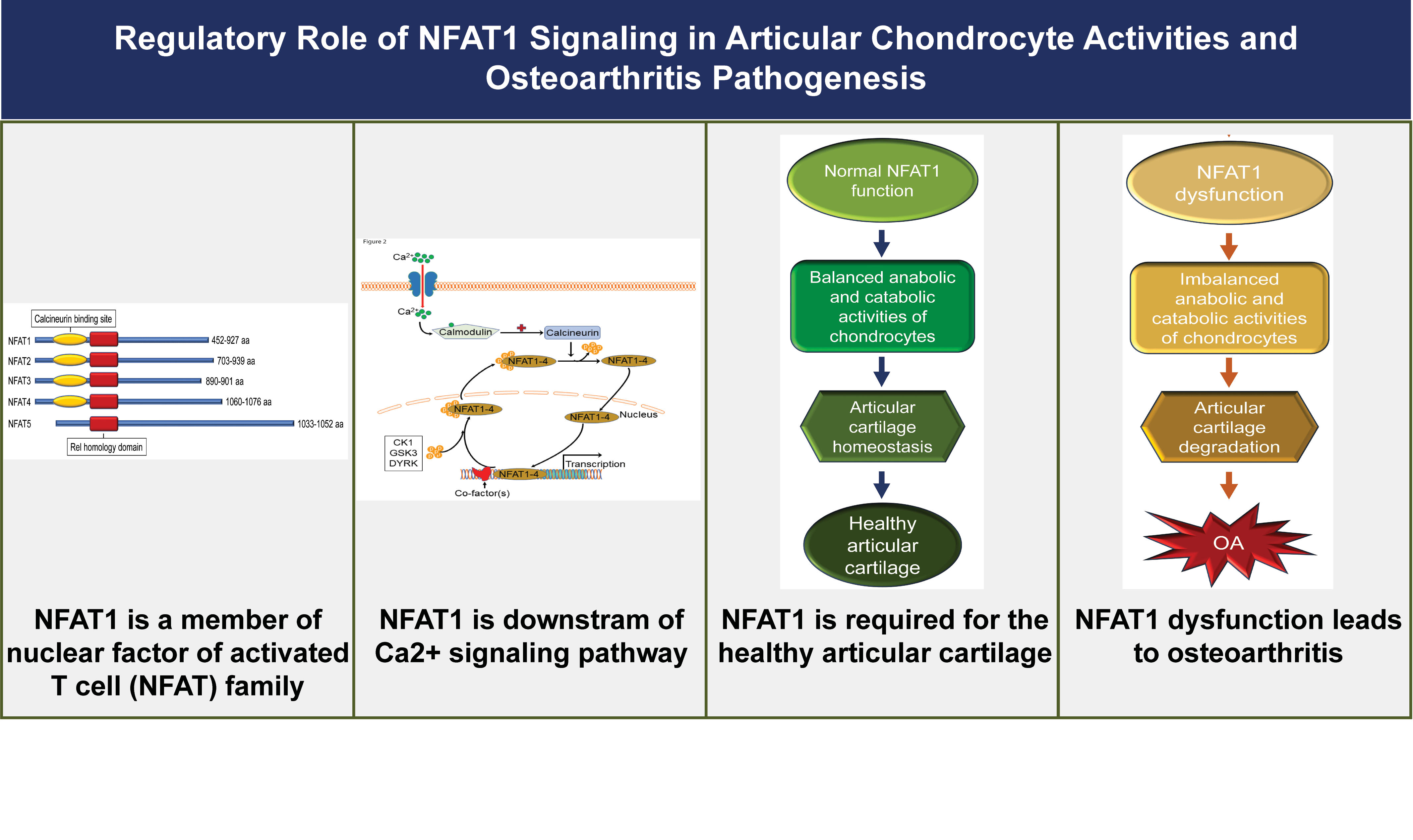 Regulatory role of NFAT1 signaling in articular chondrocyte activities and osteoarthritis pathogenesis