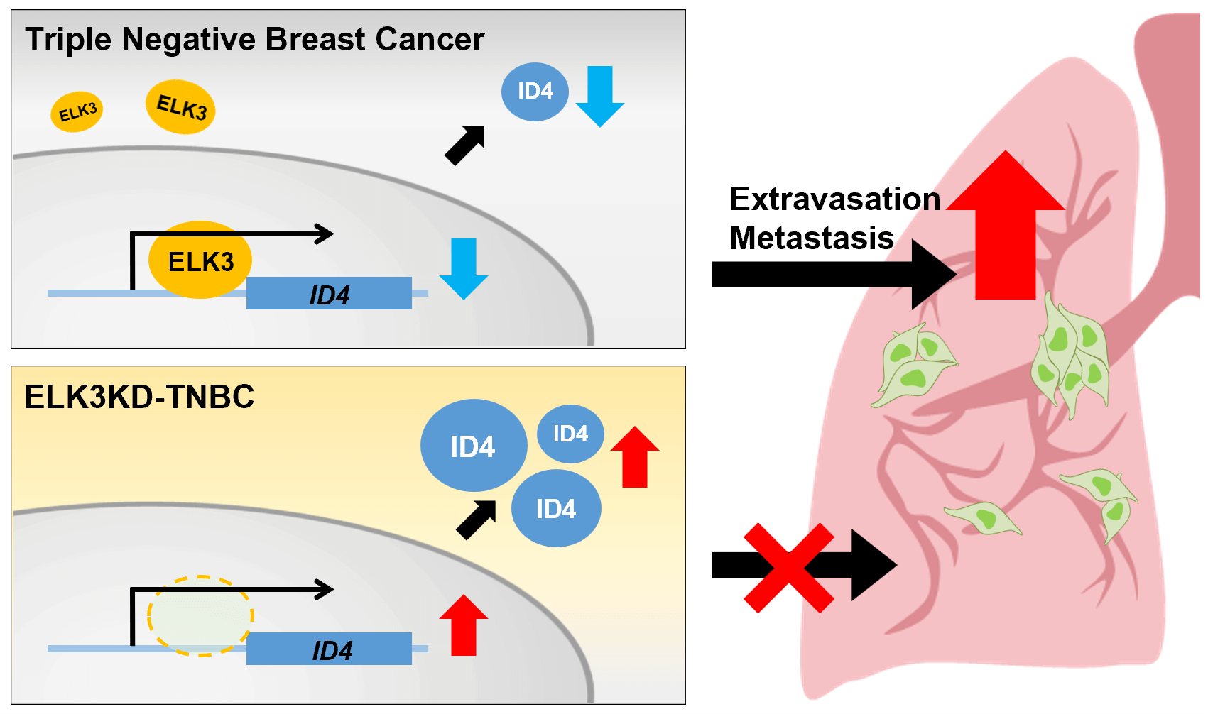 ELK3-ID4 axis governs the metastatic features of triple negative breast cancer