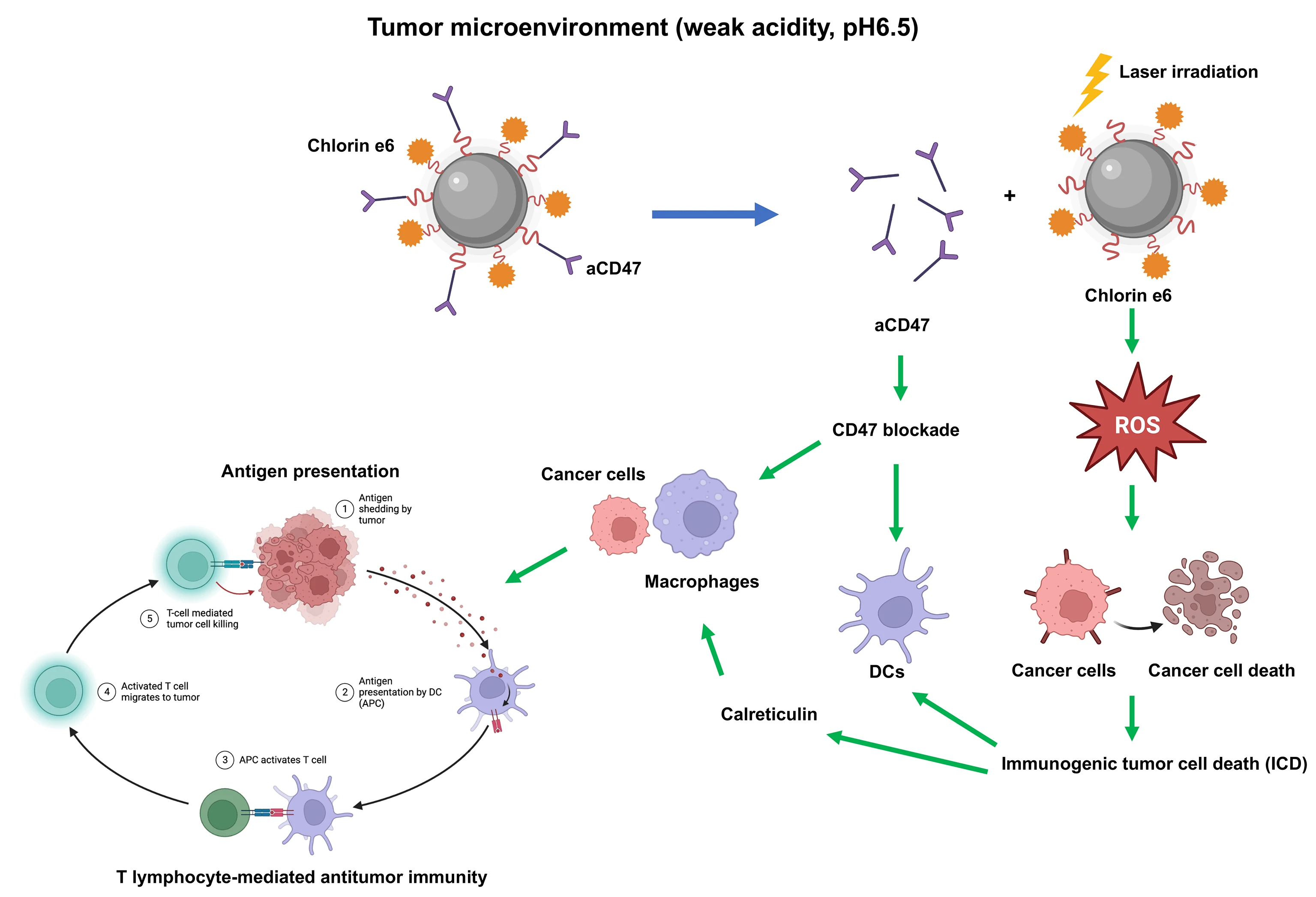Codelivery of anti-CD47 antibody and chlorin e6 using a dual pH-sensitive nanodrug for photodynamic immunotherapy of osteosarcoma