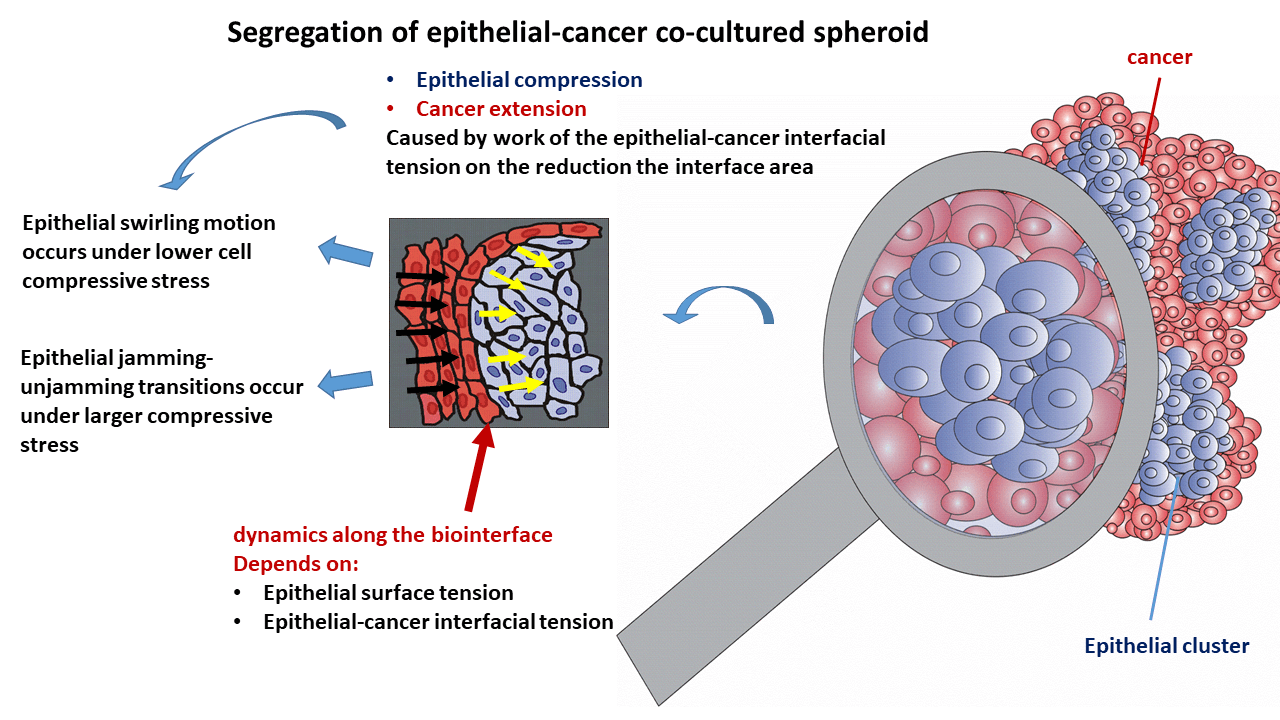 Dynamics along the epithelial-cancer biointerface: Hidden system complexities