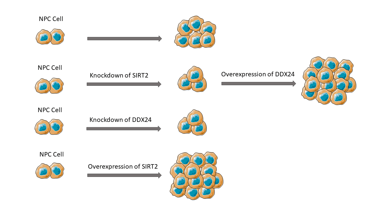 SIRT2 interacts with DDX24 to promote nasopharyngeal carcinoma growth
