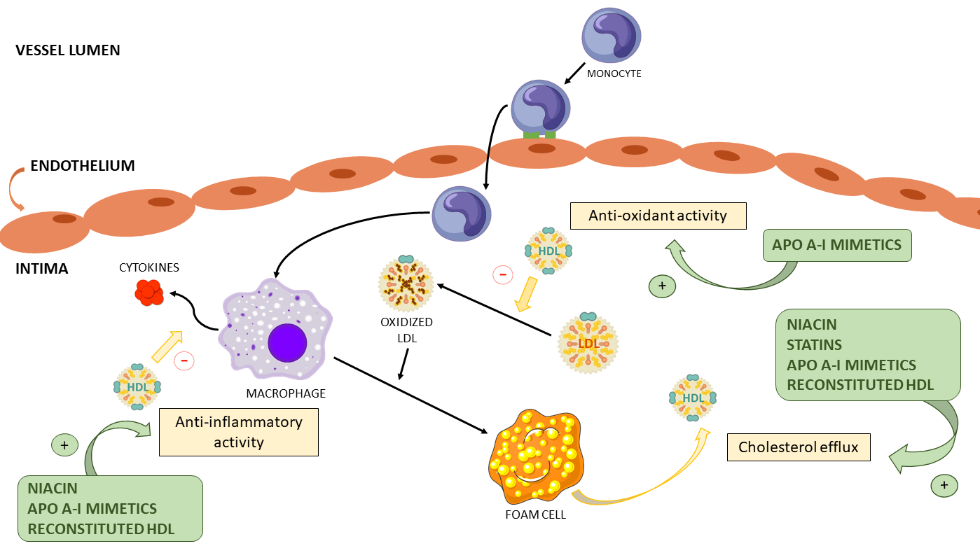 High density lipoprotein as a therapeutic target: Focus on its functionality