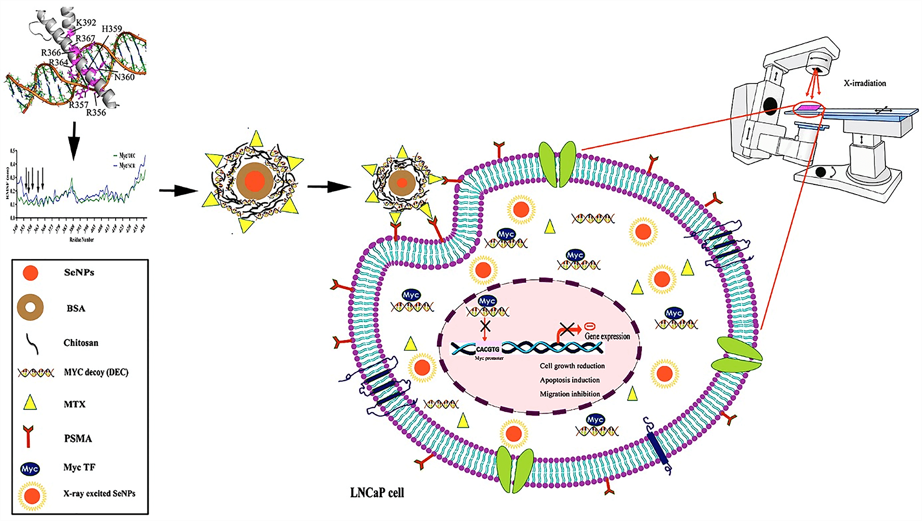 Targeted anti-tumor synergistic effects of Myc decoy oligodeoxynucleotides-loaded selenium nanostructure combined with chemoradiotherapy on LNCaP prostate cancer cells