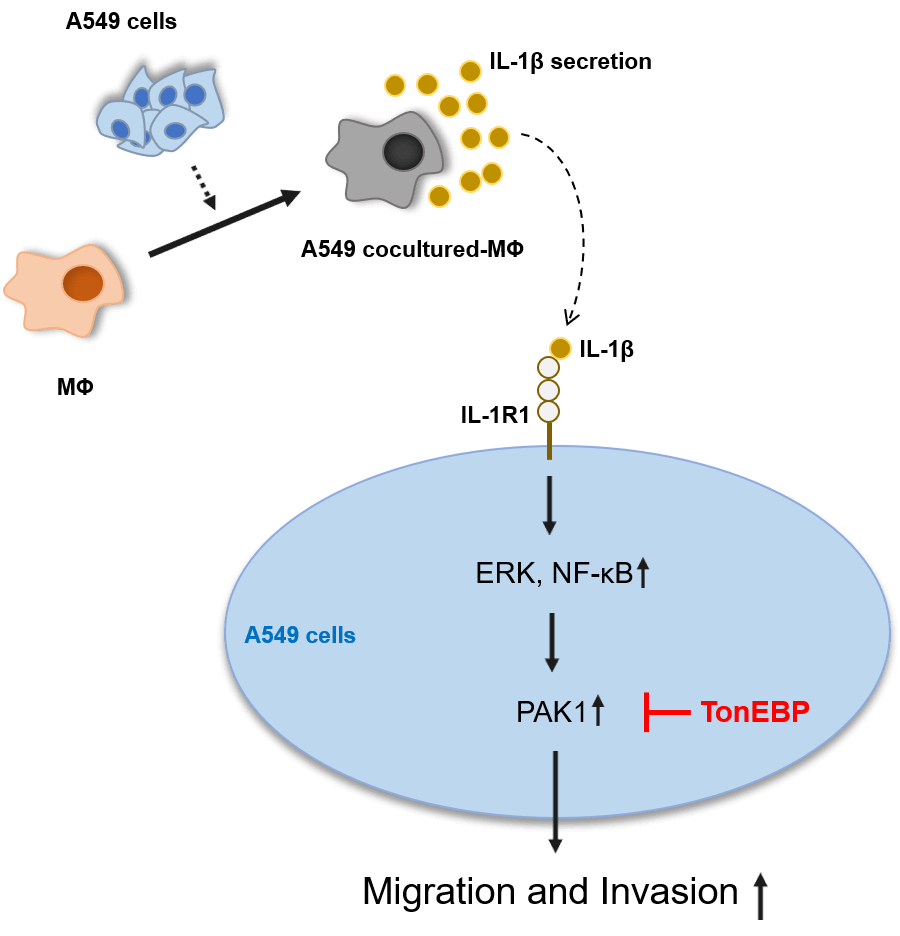 TonEBP expression is essential in the IL-1β–induced migration and invasion of human A549 lung cancer cells