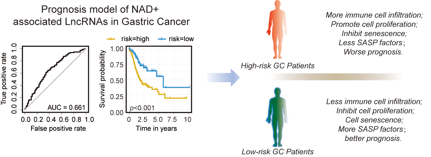 NAD+ associated genes as potential biomarkers for predicting the prognosis of gastric cancer