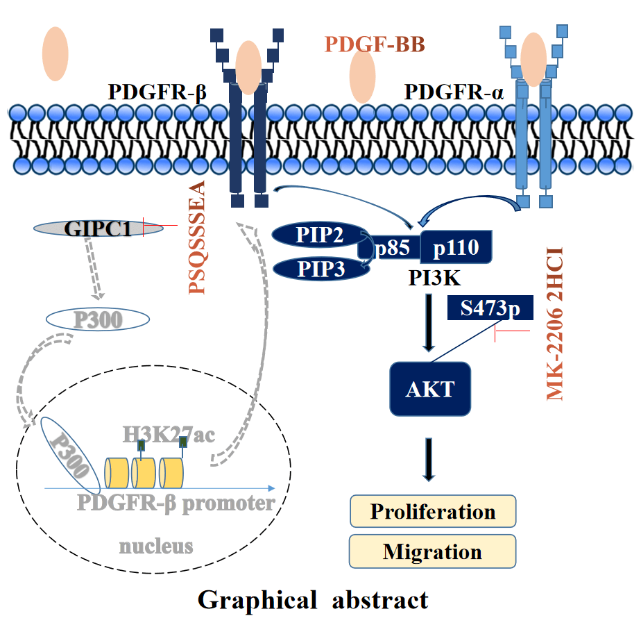 GIPC1 promotes tumor growth and migration in gastric cancer via activating PDGFR/PI3K/AKT signaling