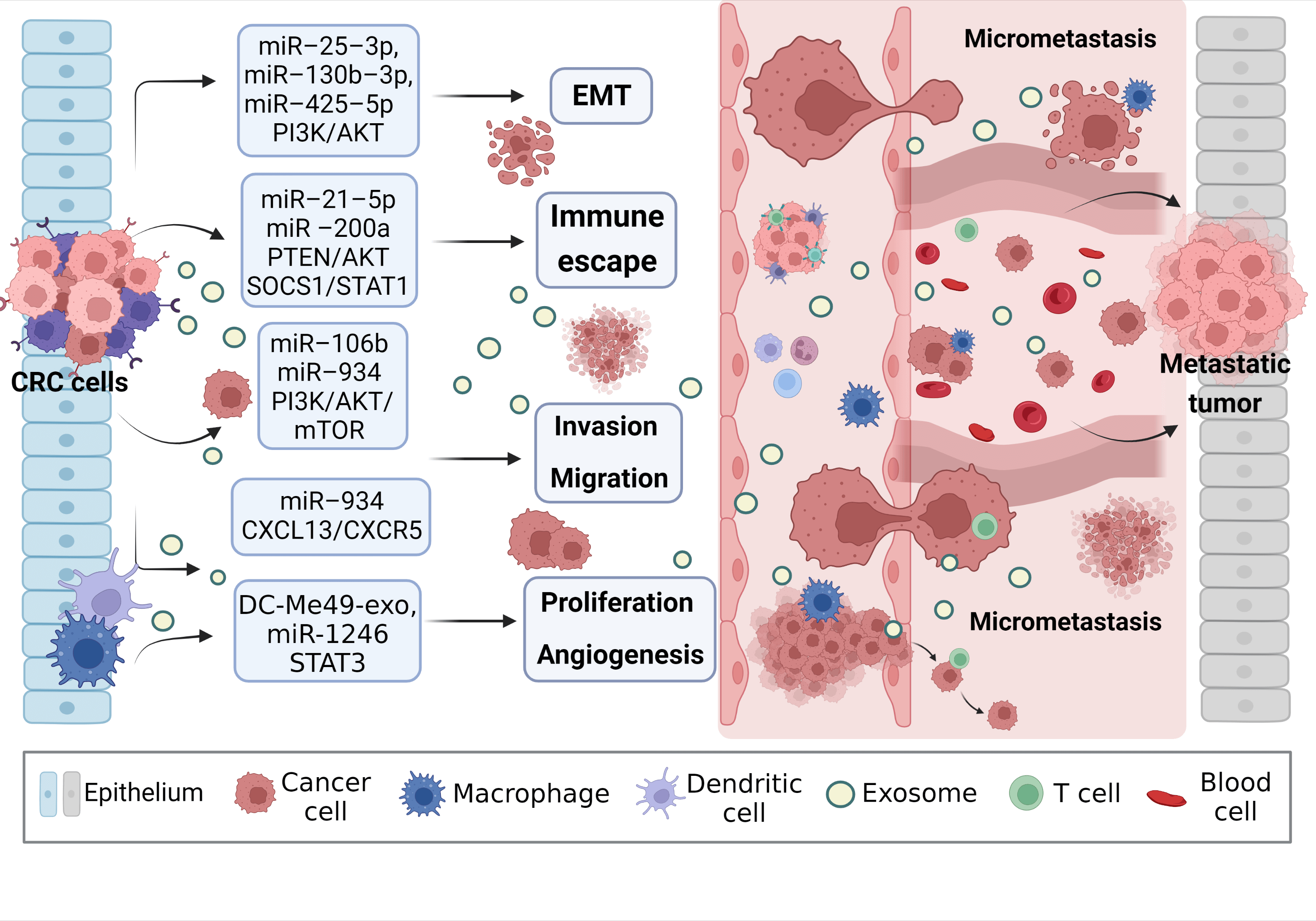 Application of exosomal miRNA mediated macrophage polarization in colorectal cancer: Current progress and challenges