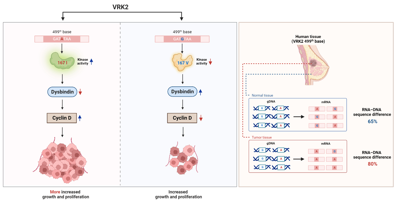 Vaccinia-related kinase 2 variants differentially affect breast cancer growth by regulating kinase activity